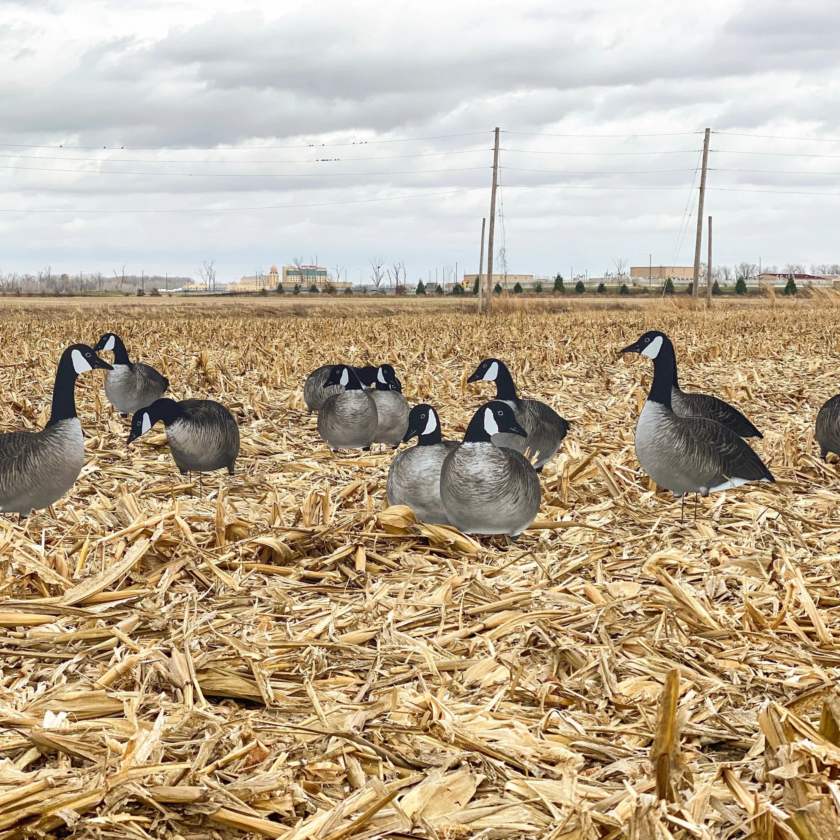 V2A Alternate Canada Goose Silhouettes - Image 3