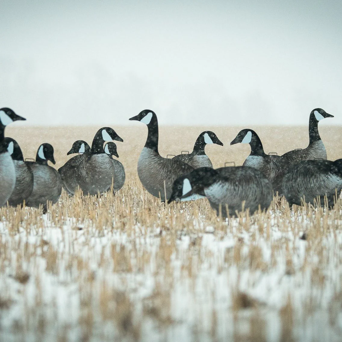 V2A Alternate Canada Goose Silhouettes - Image 6