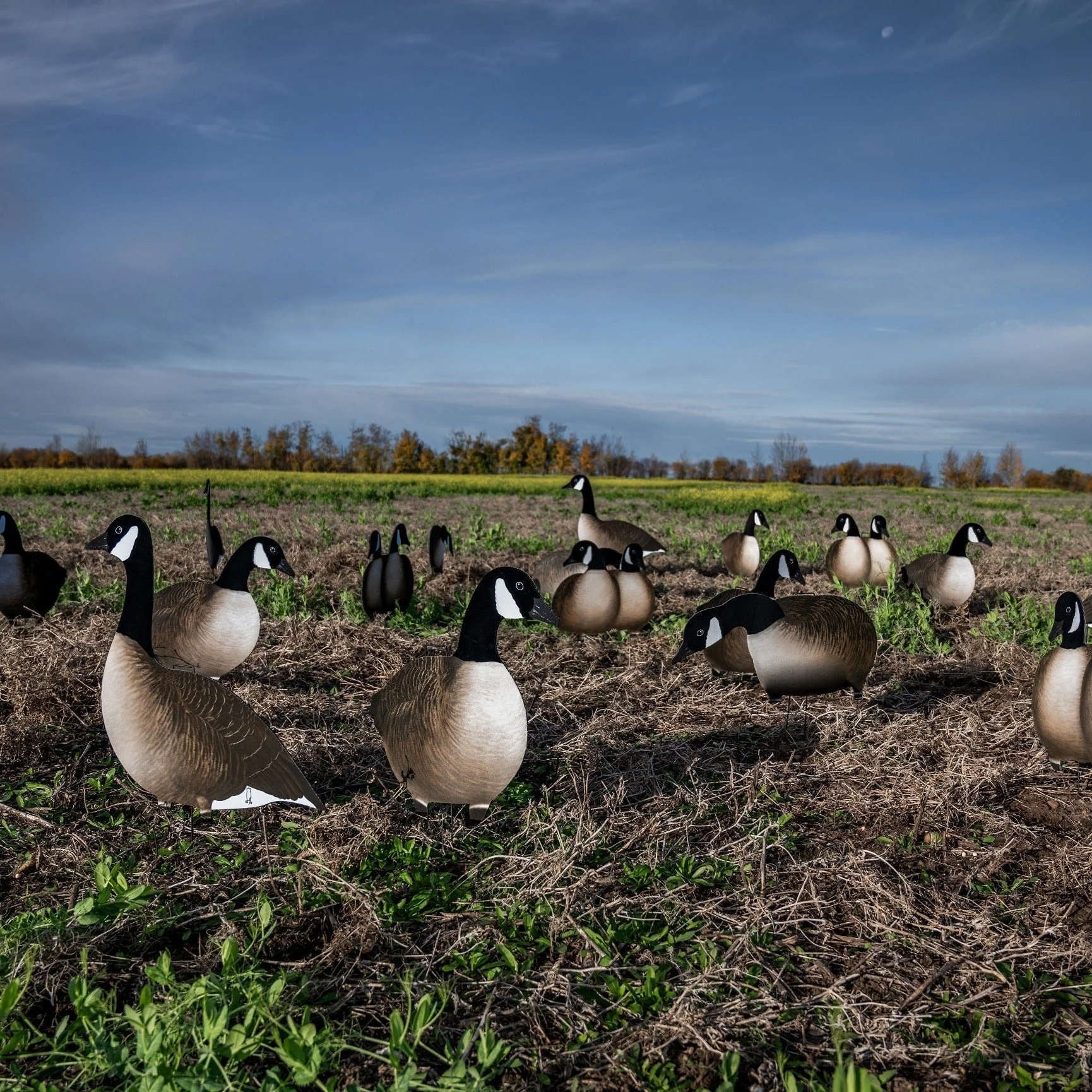 V2AFF Alternate Fully Flocked Canada Goose Silhouettes - Image 3