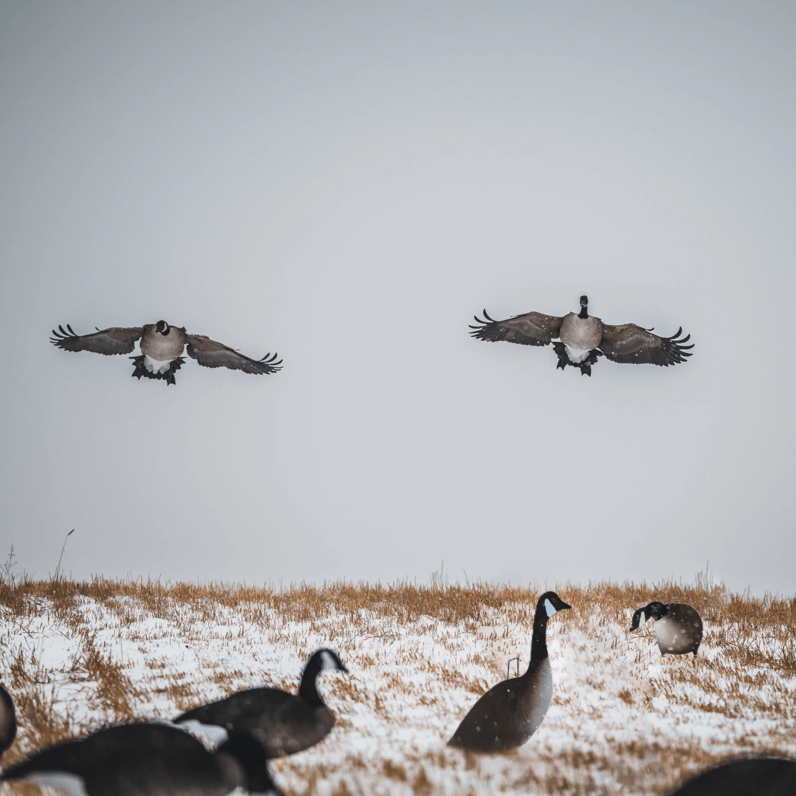 V2AFF Alternate Fully Flocked Canada Goose Silhouettes - Image 4