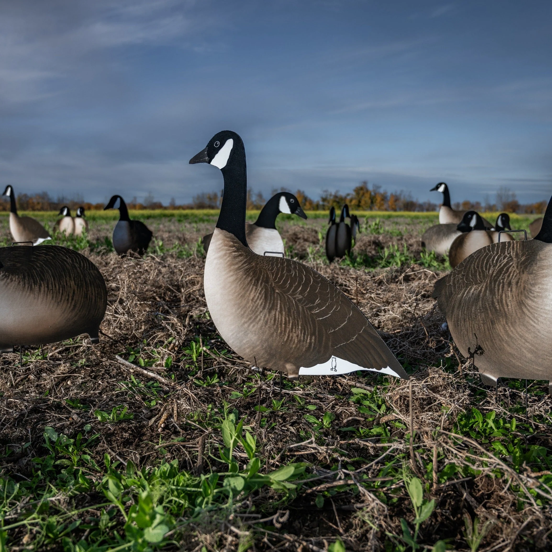 V2AFF Alternate Fully Flocked Canada Goose Silhouettes - Image 7