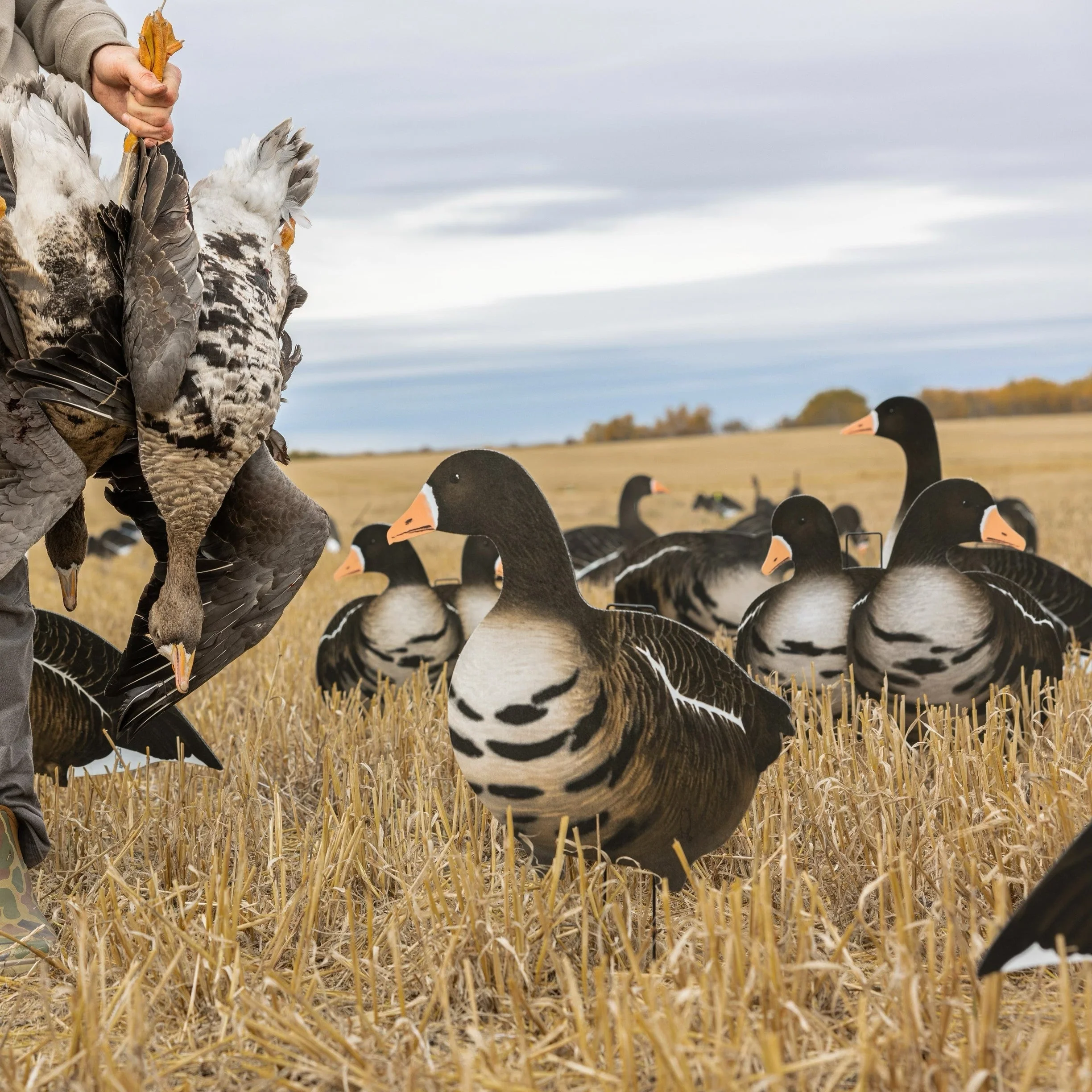 V2AFF Alternate Fully Flocked Specklebelly Goose Silhouettes - Image 2