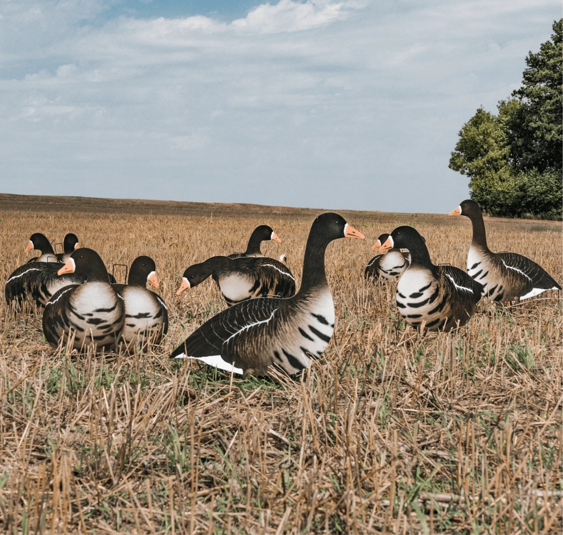 V2AFF Alternate Fully Flocked Specklebelly Goose Silhouettes - Image 5