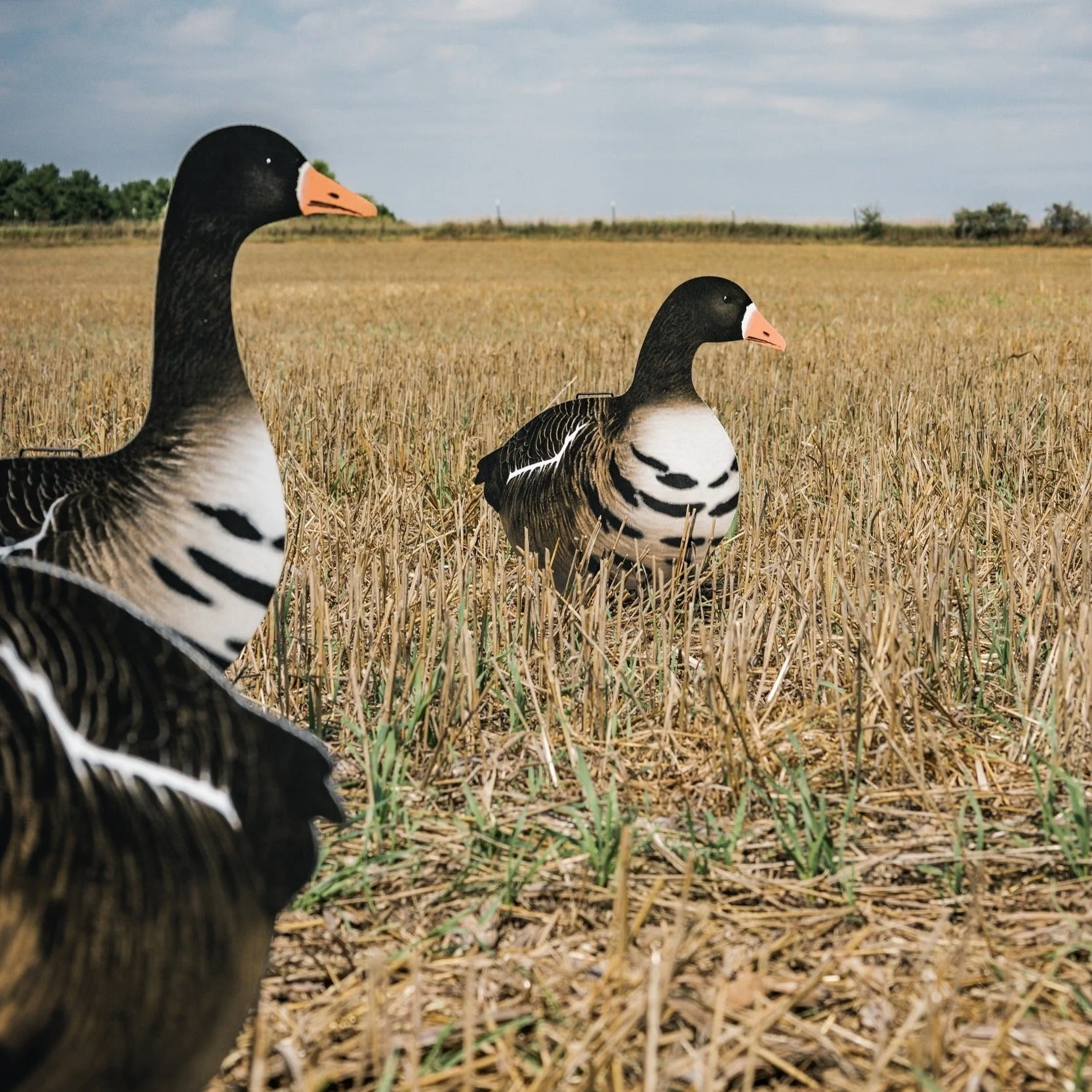 V2AFF Alternate Fully Flocked Specklebelly Goose Silhouettes - Image 6