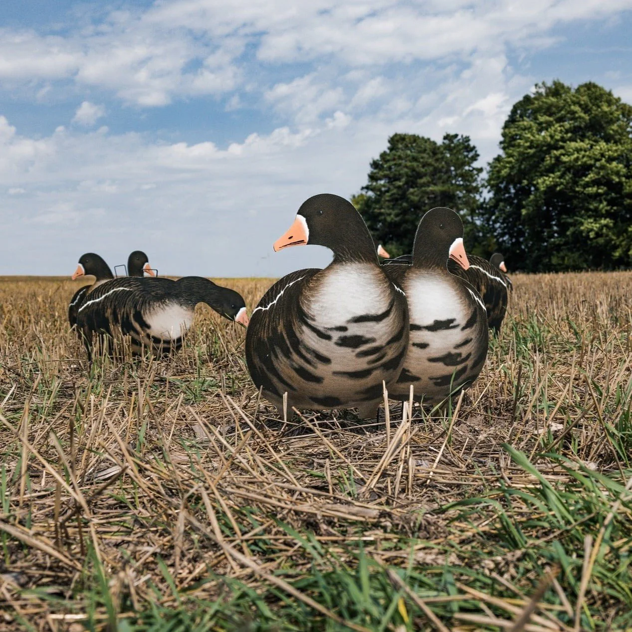 V2AFF Alternate Fully Flocked Specklebelly Goose Silhouettes - Image 8