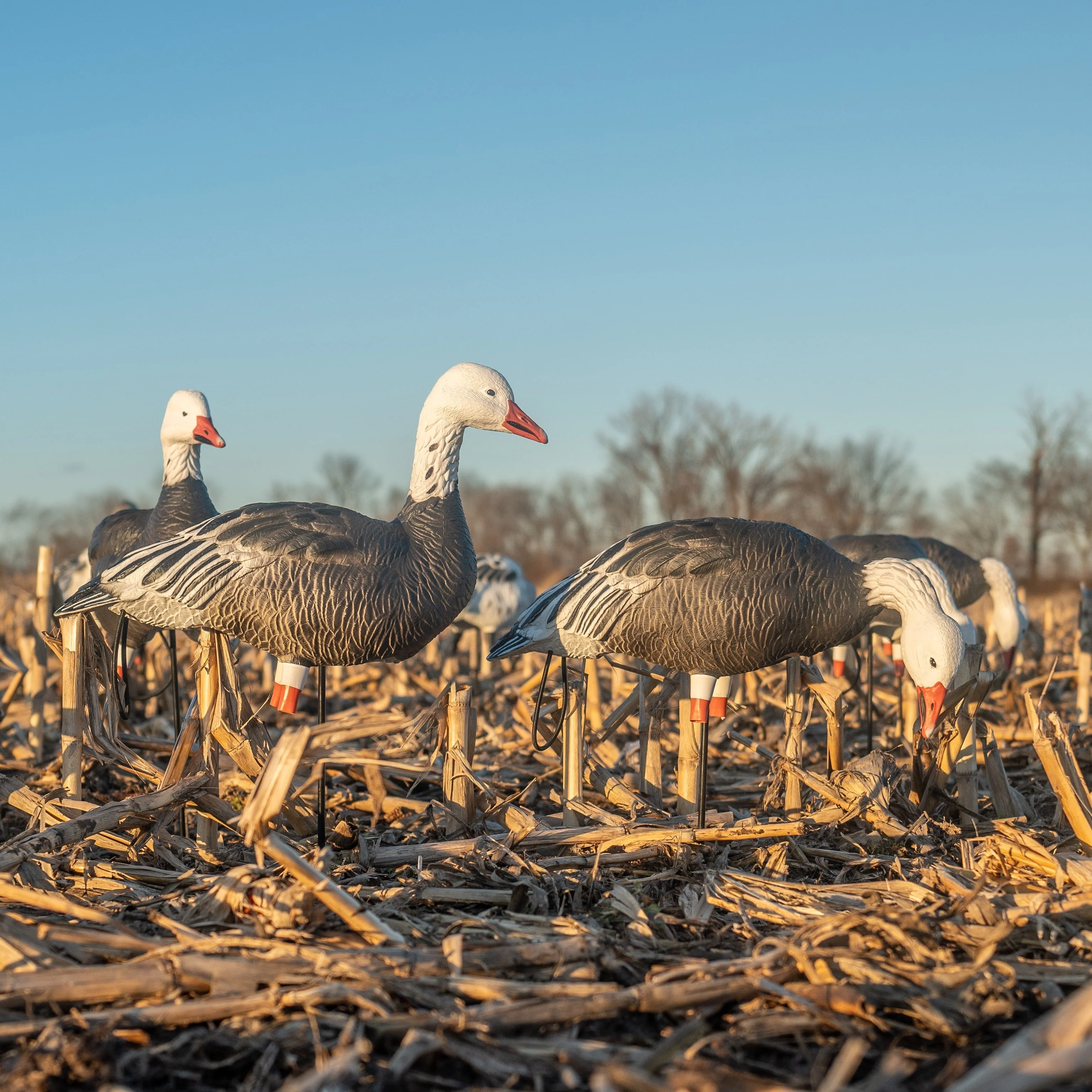FB Blue Goose Full Bodies - Image 3