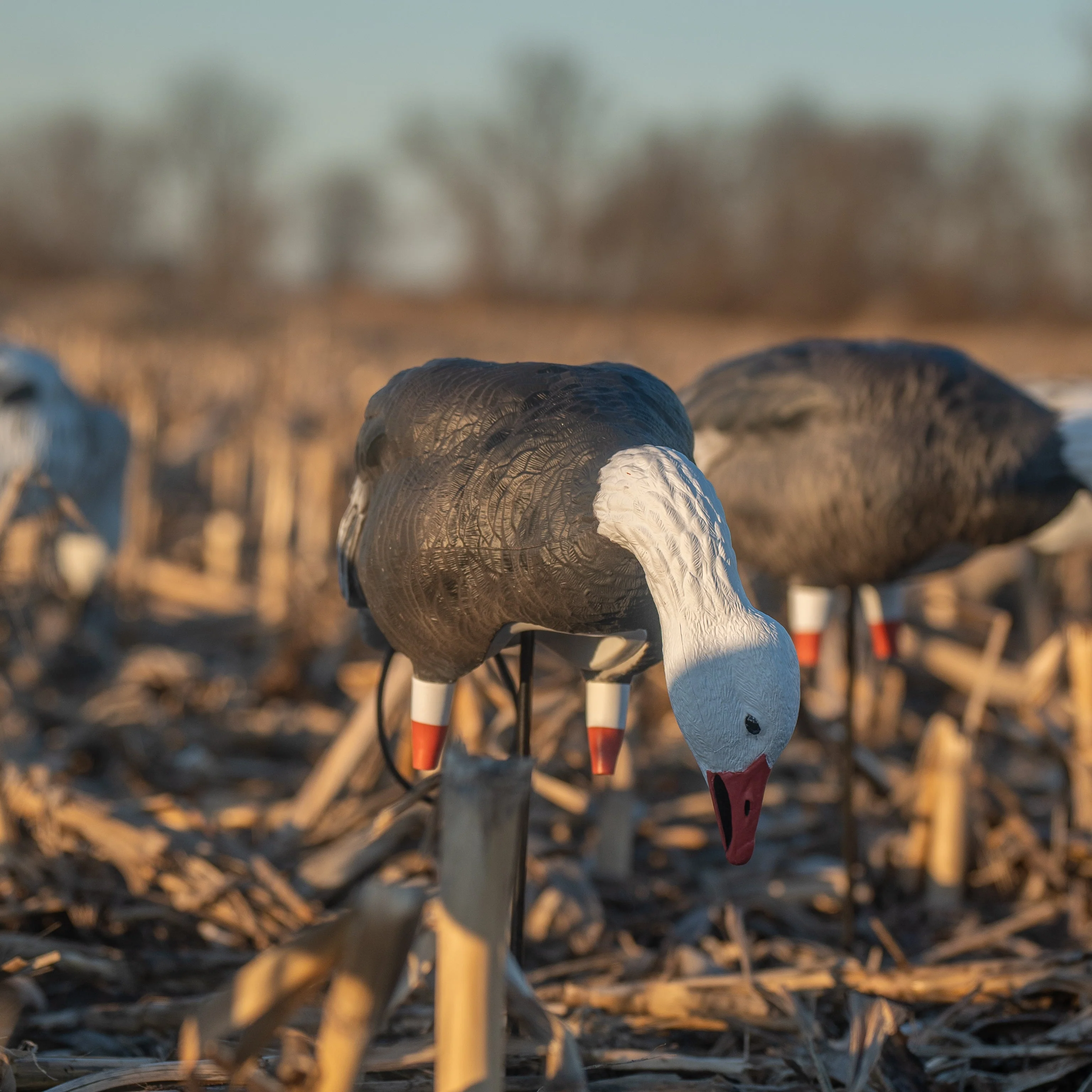 FB Blue Goose Full Bodies - Image 4