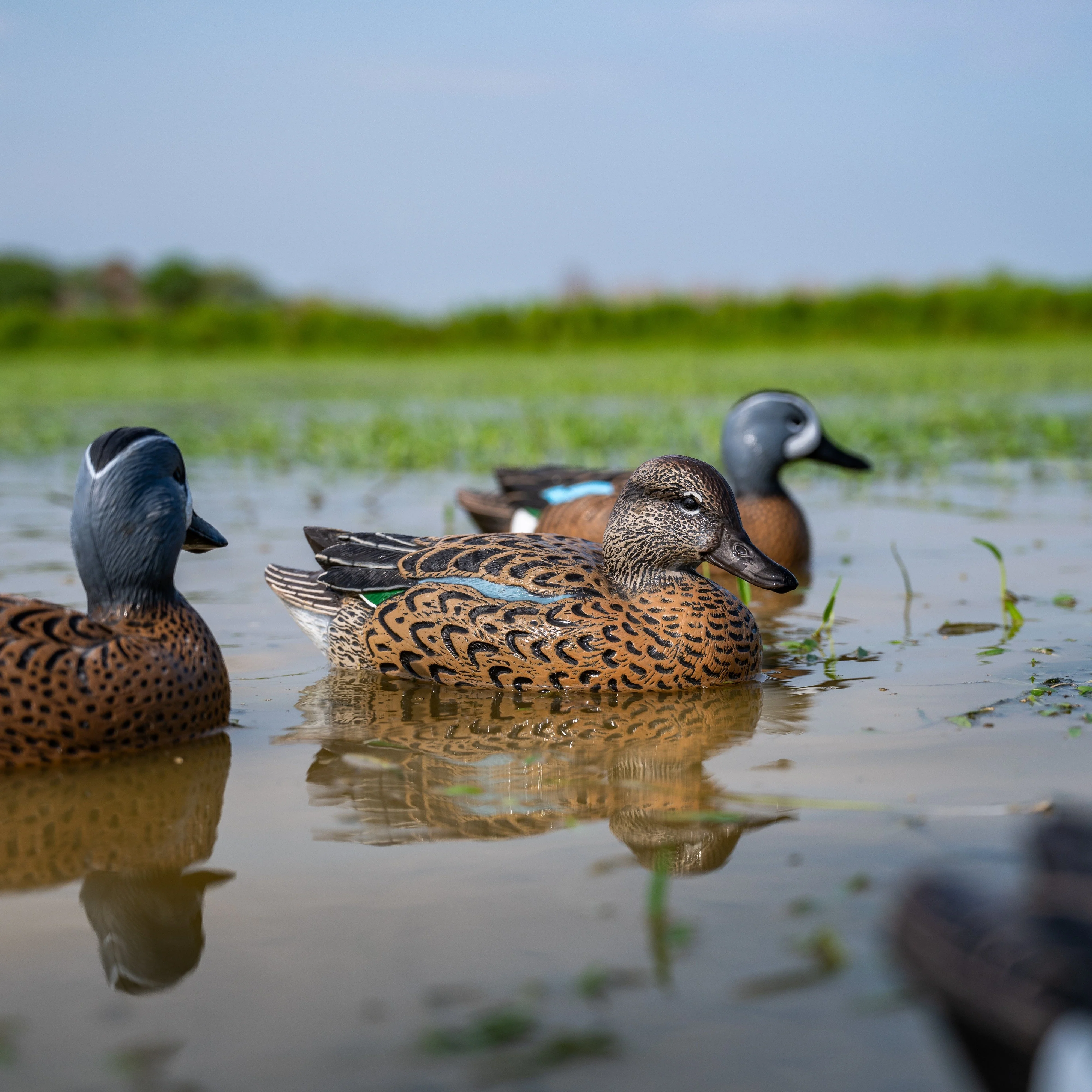 F1 Blue-winged Teal Floaters - Image 2