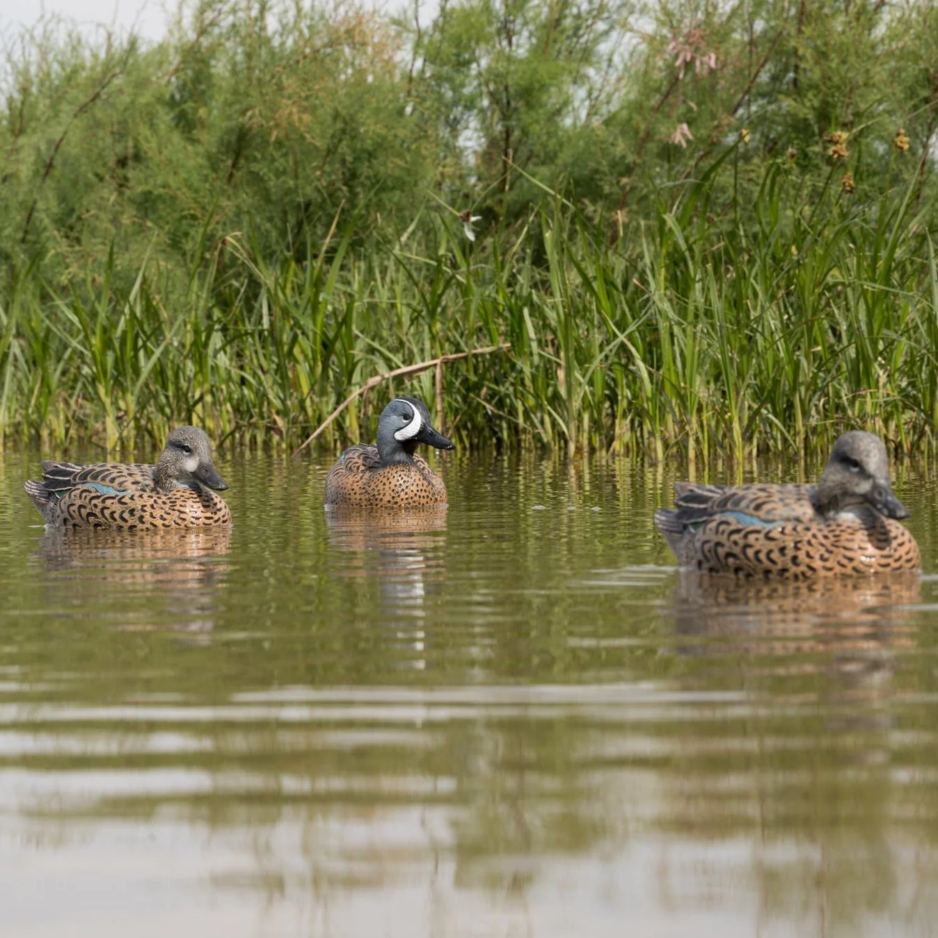 F1 Blue-winged Teal Floaters - Image 3