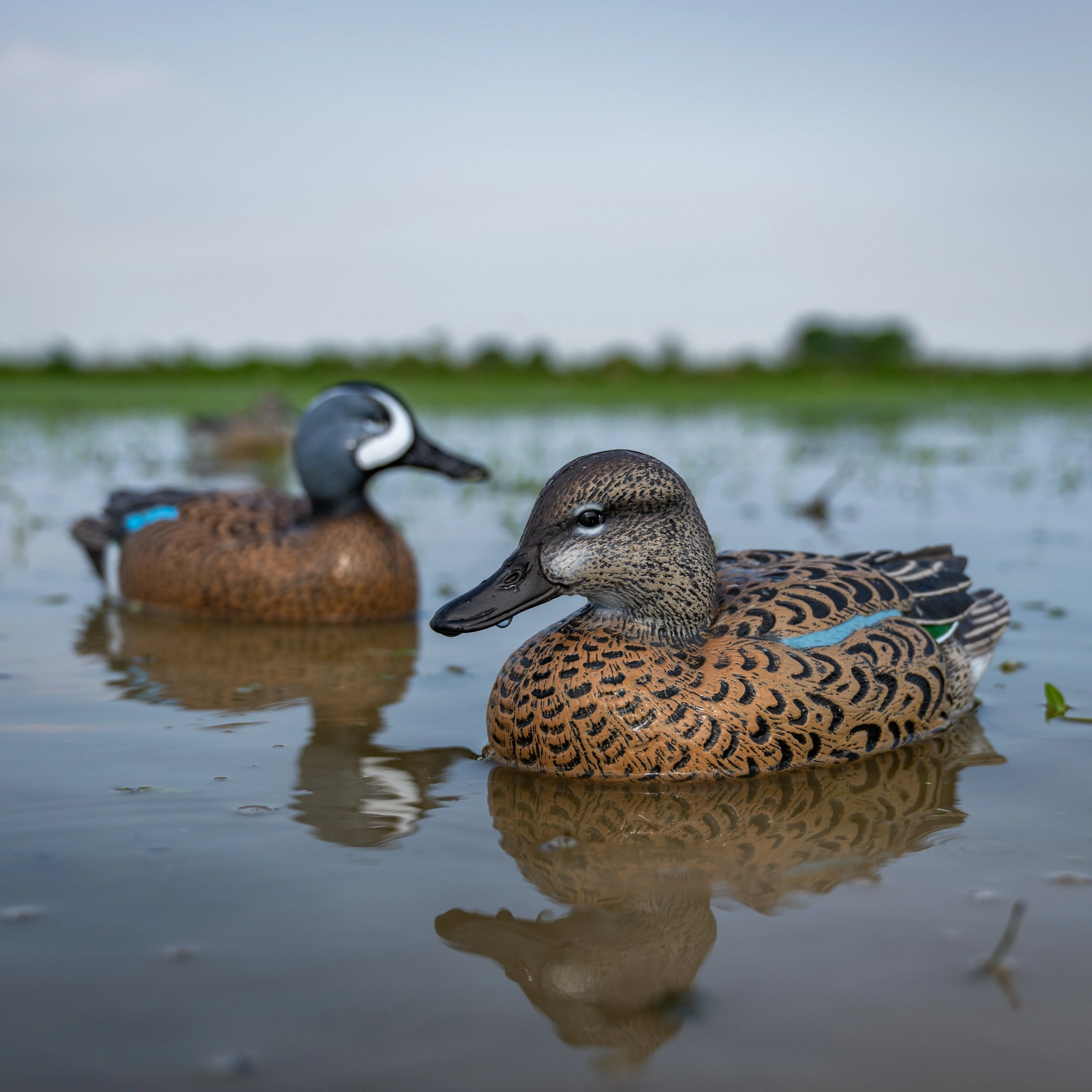 F1 Blue-winged Teal Floaters - Image 8