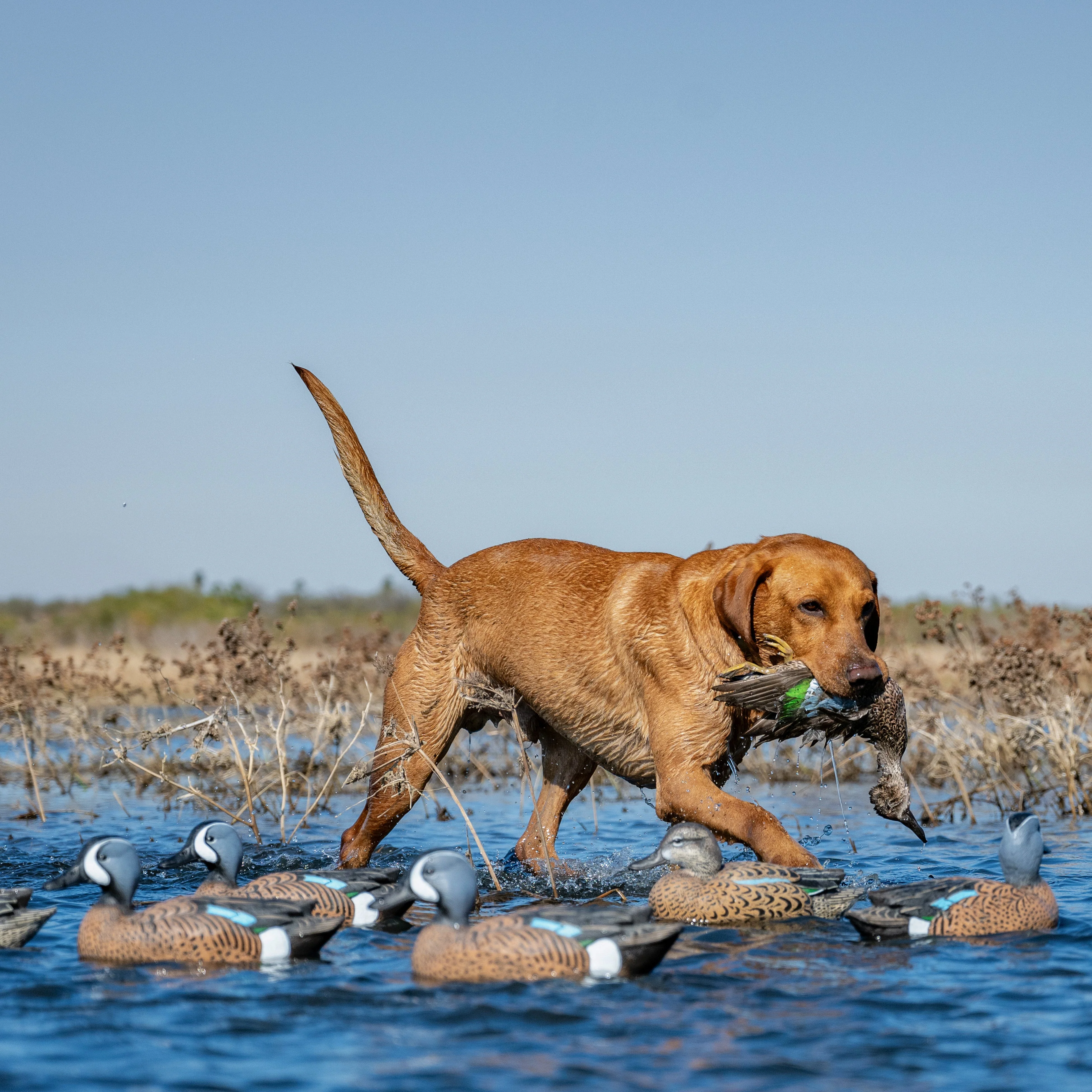 F1 Blue-winged Teal Floaters - Image 9