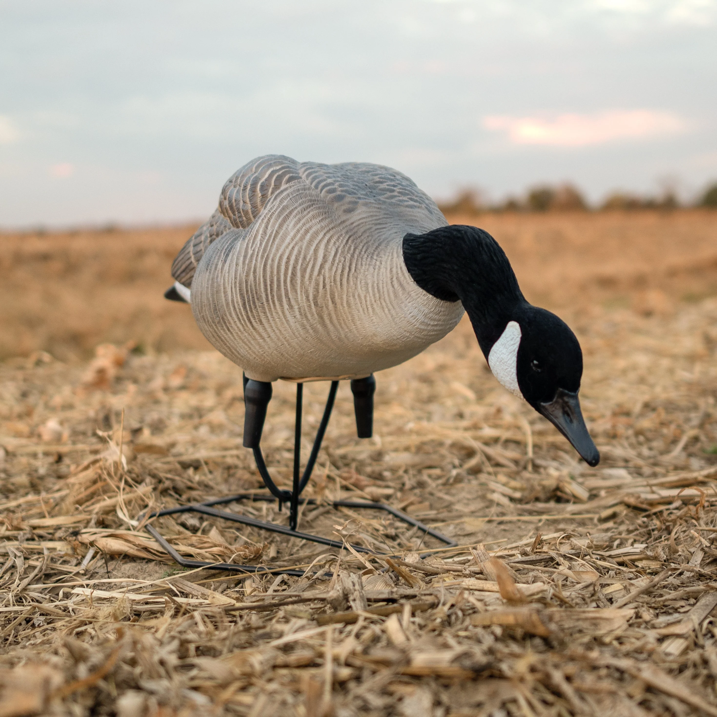 FB Flocked Canada Goose Full Bodies - Image 10