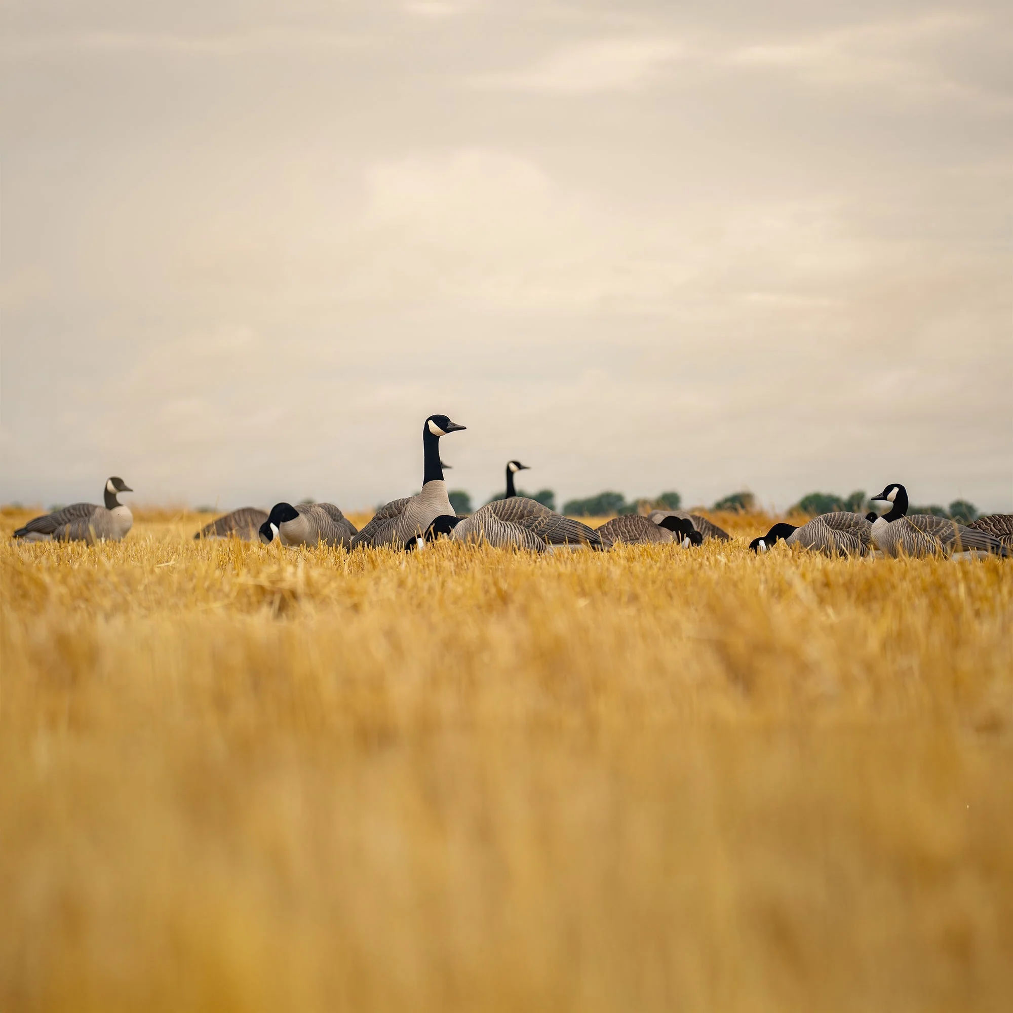 FB Flocked Canada Goose Full Bodies - Image 12