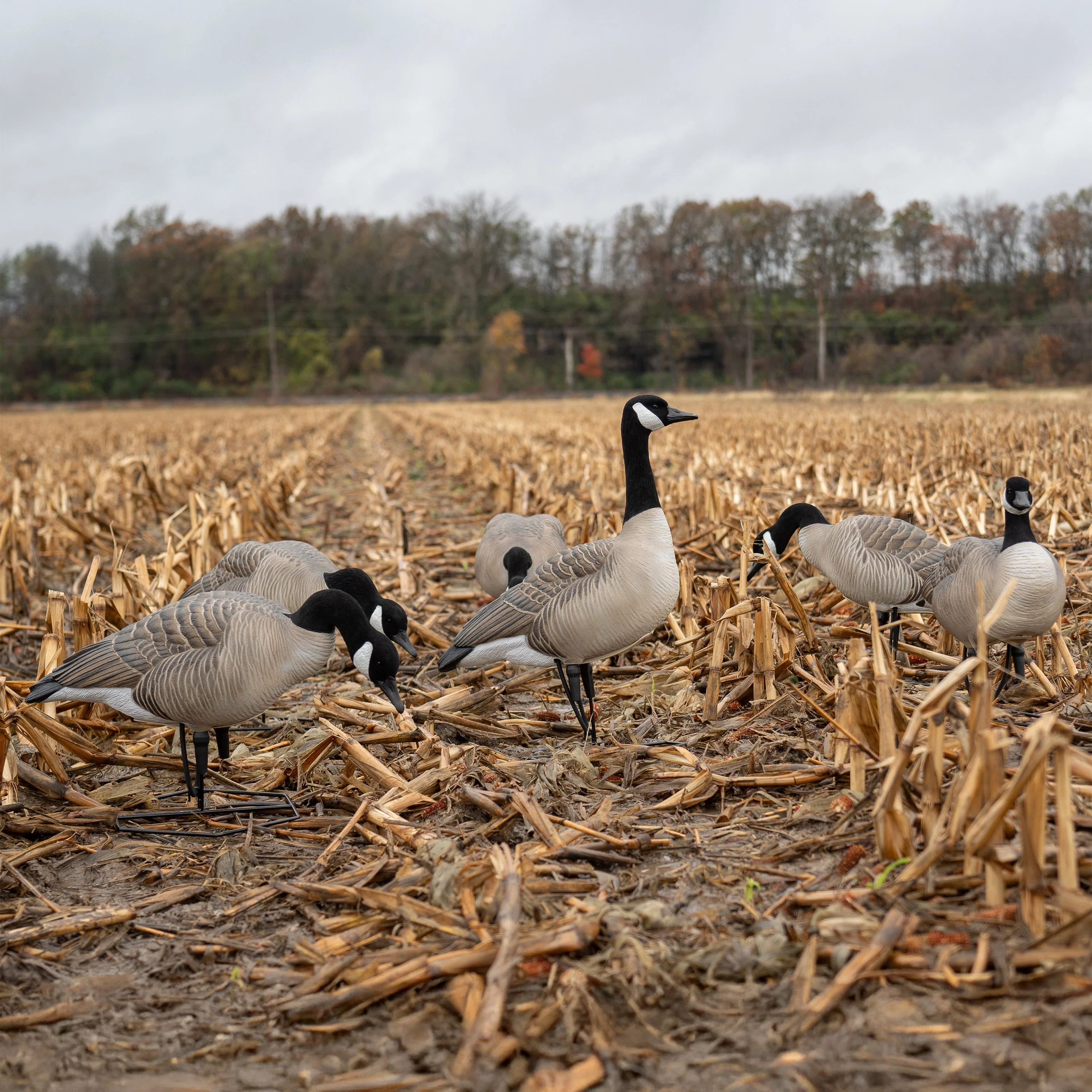 FB Flocked Canada Goose Full Bodies - Image 3
