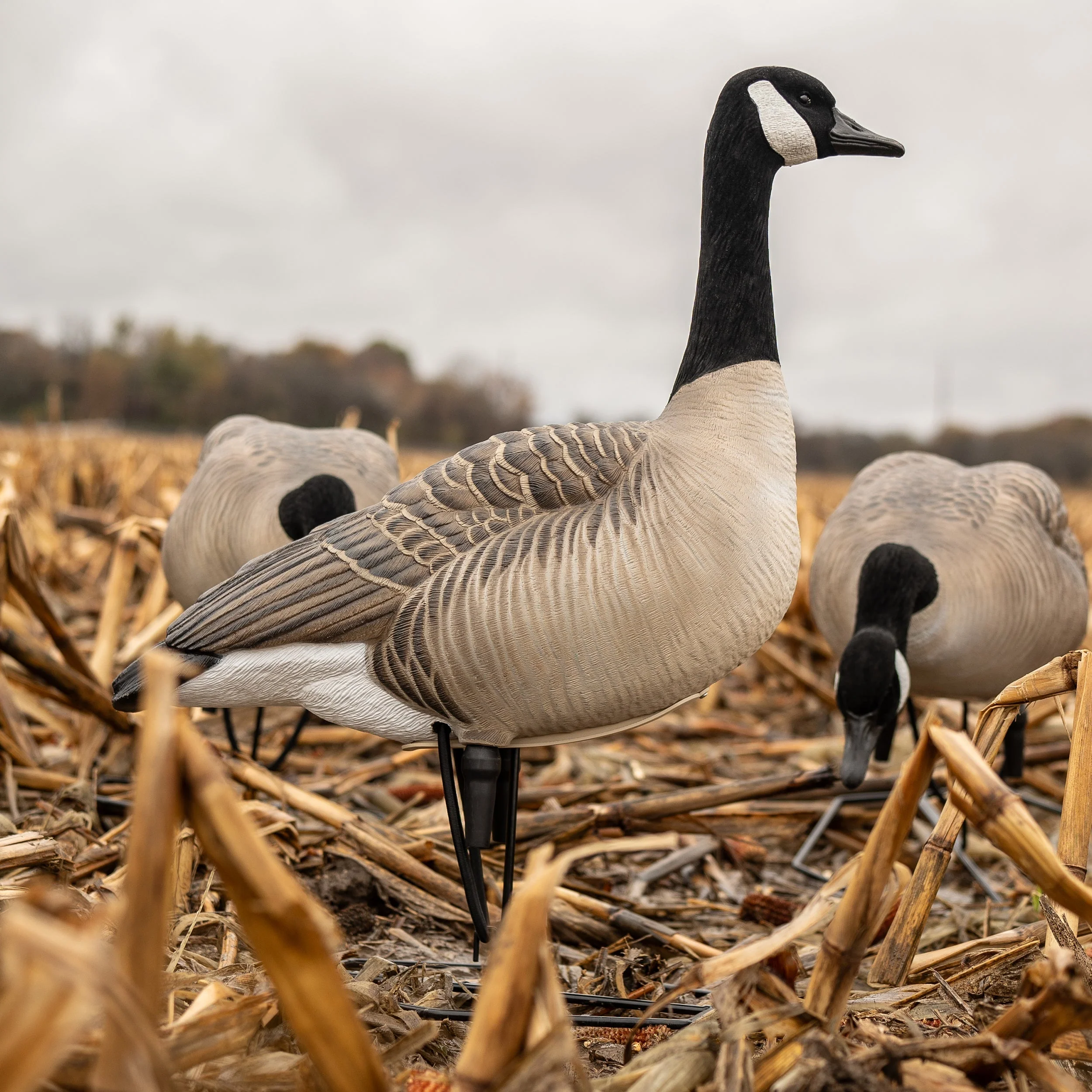 FB Flocked Canada Goose Full Bodies - Image 4