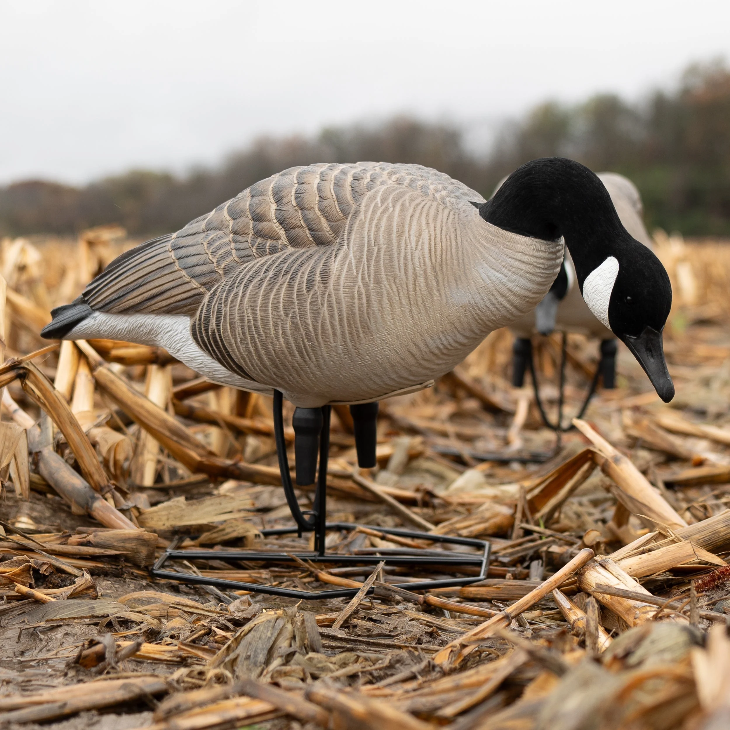 FB Flocked Canada Goose Full Bodies - Image 5