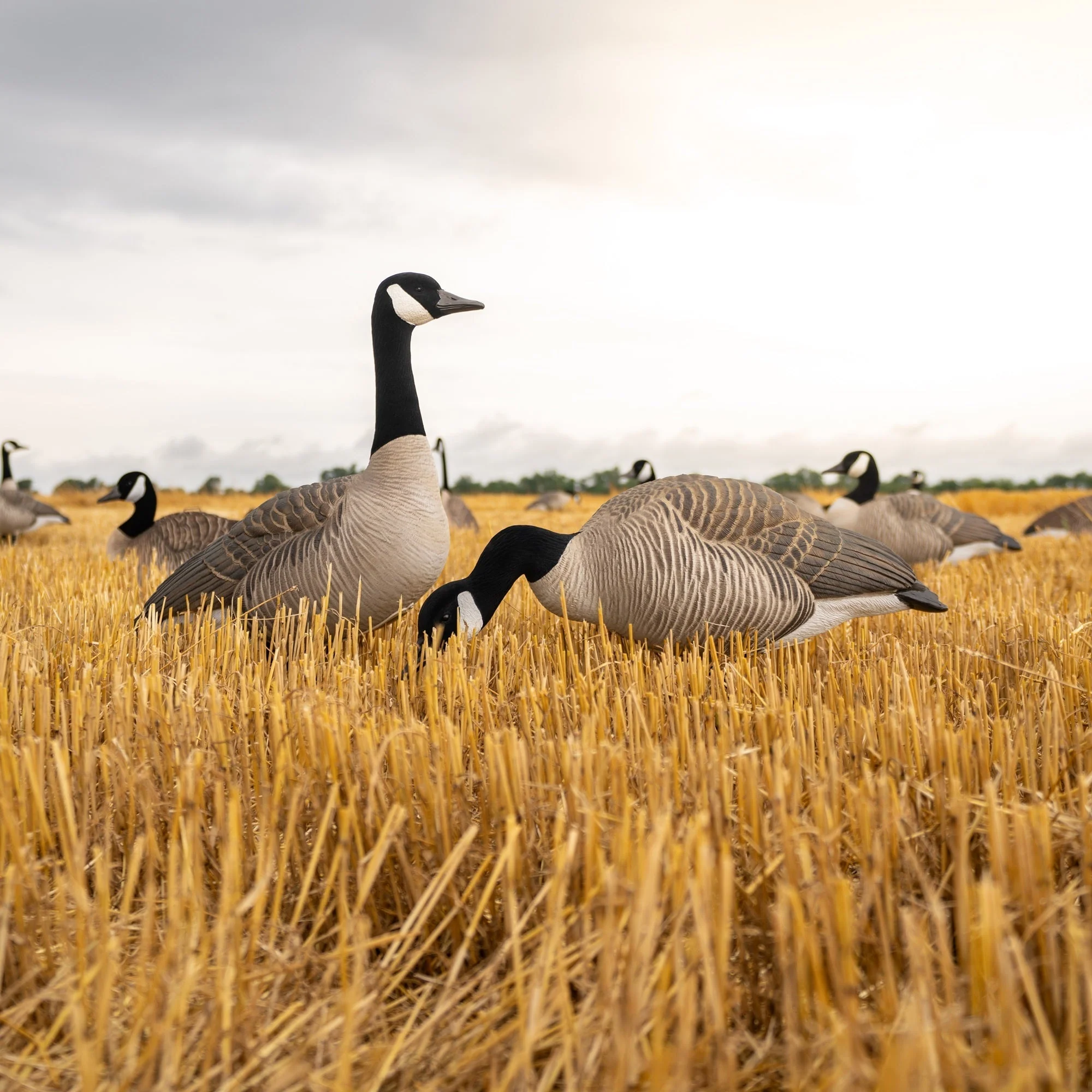 FB Flocked Canada Goose Full Bodies - Image 6