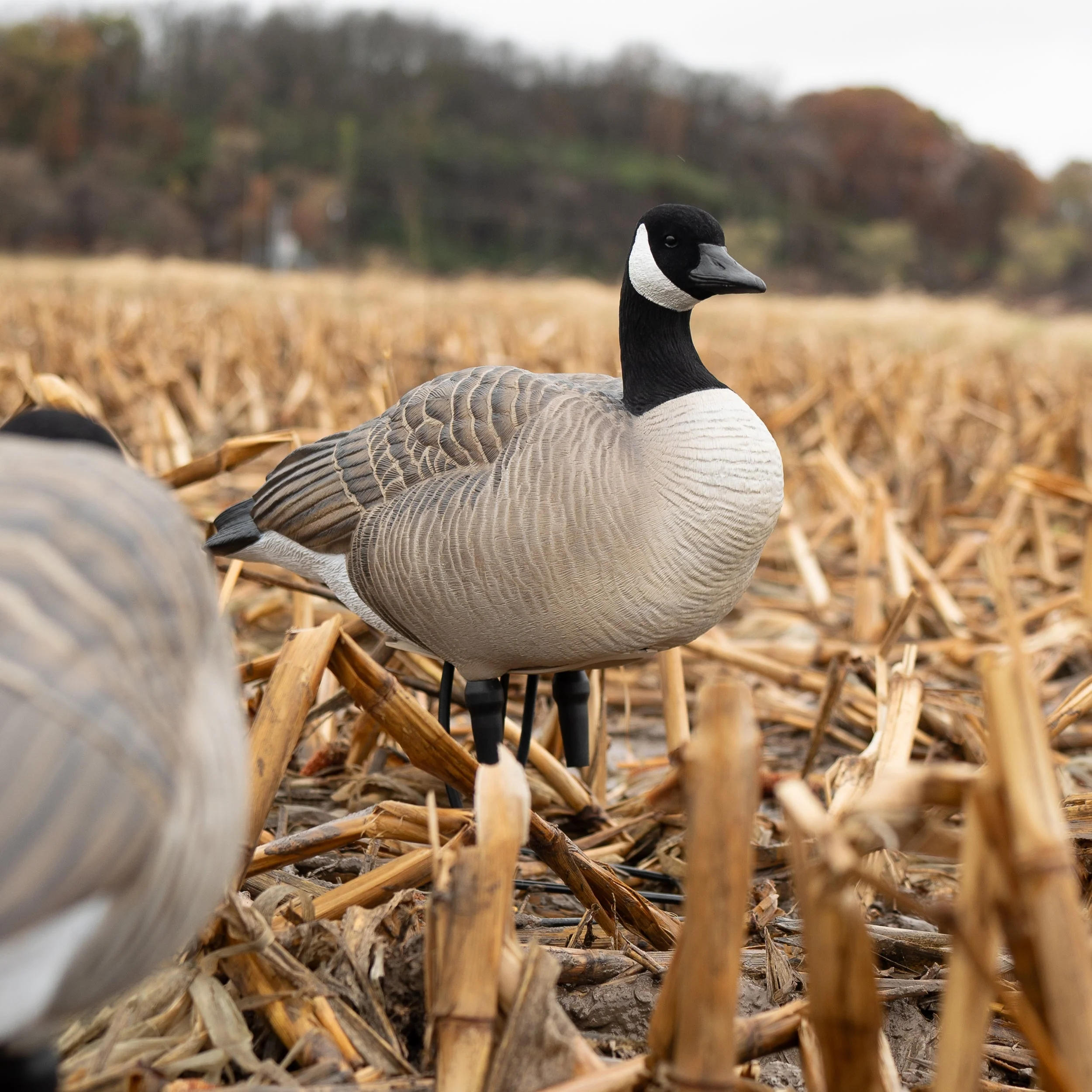 FB Flocked Canada Goose Full Bodies - Image 7