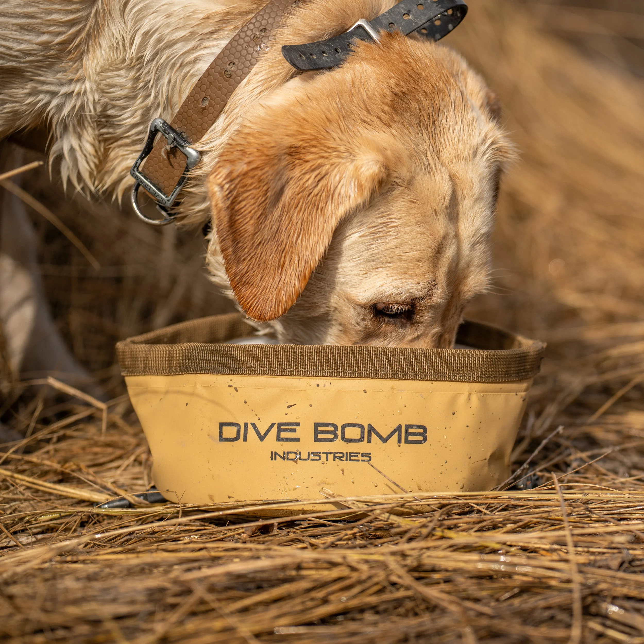 Collapsible Dog Bowl - Image 2