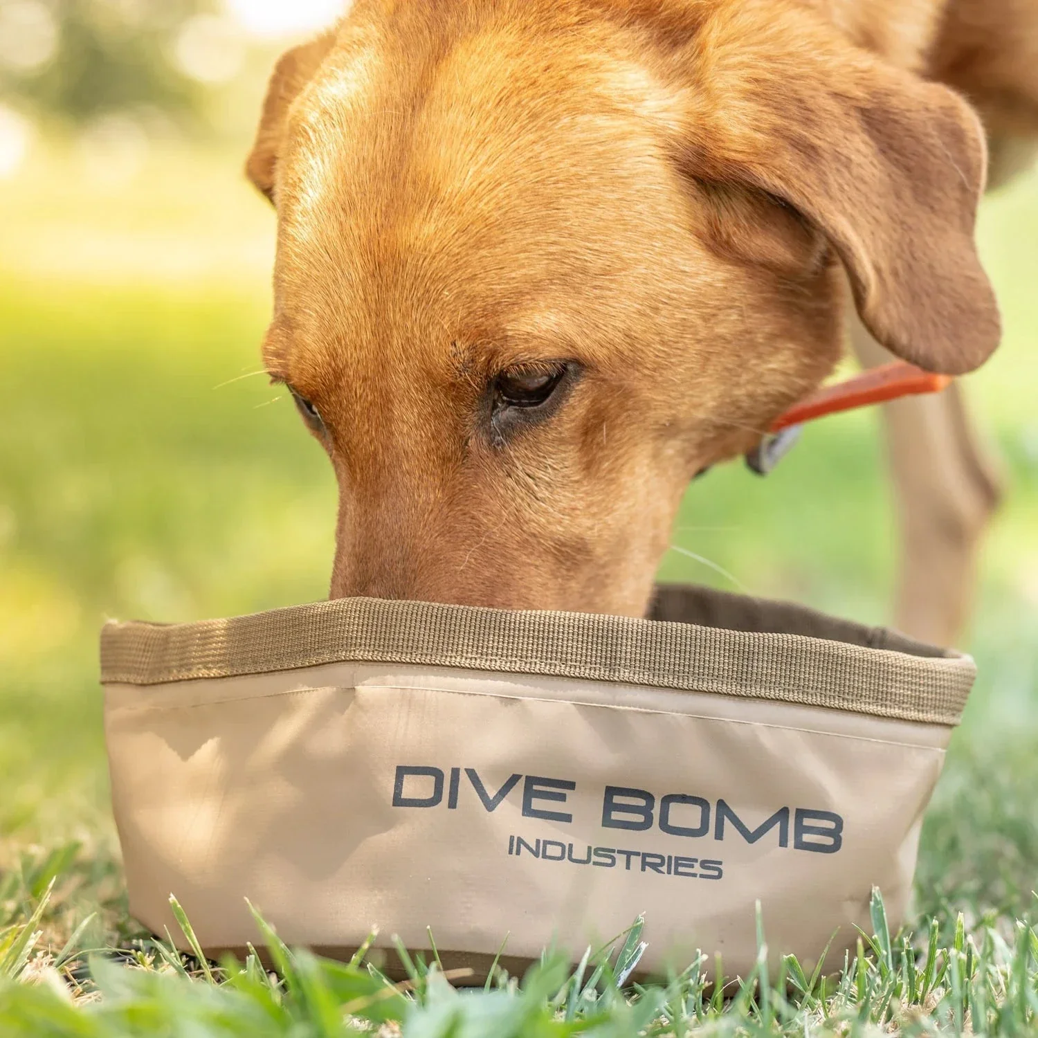 Collapsible Dog Bowl - Image 4