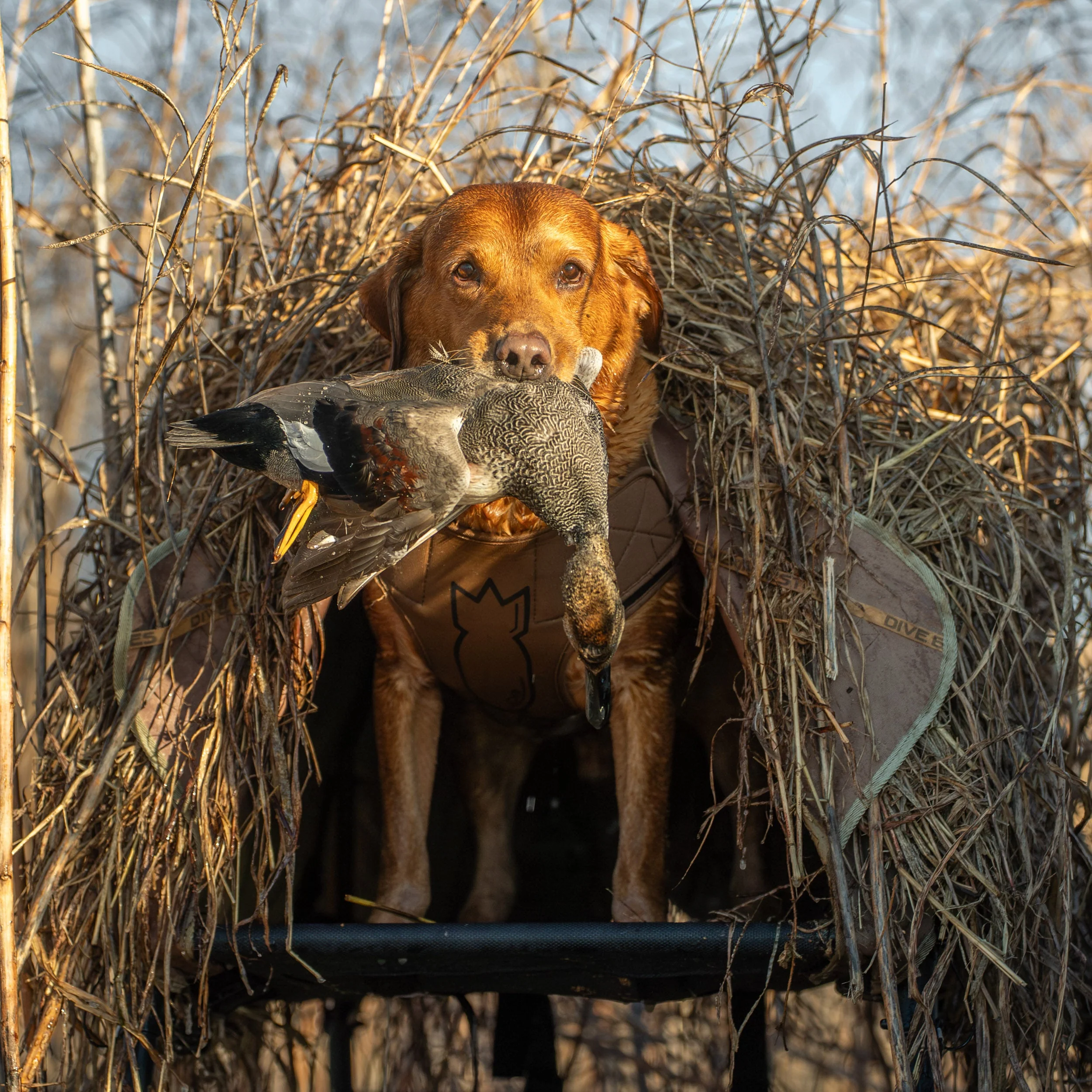 Elev8 Elevated Hunting Dog Blind - Image 5