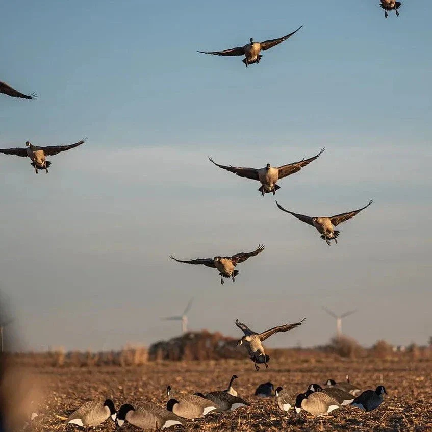 V2F Flocked Canada Goose Silhouettes - Image 3