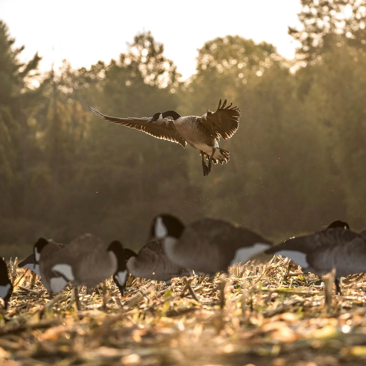 V2F Flocked Canada Goose Silhouettes - Image 5