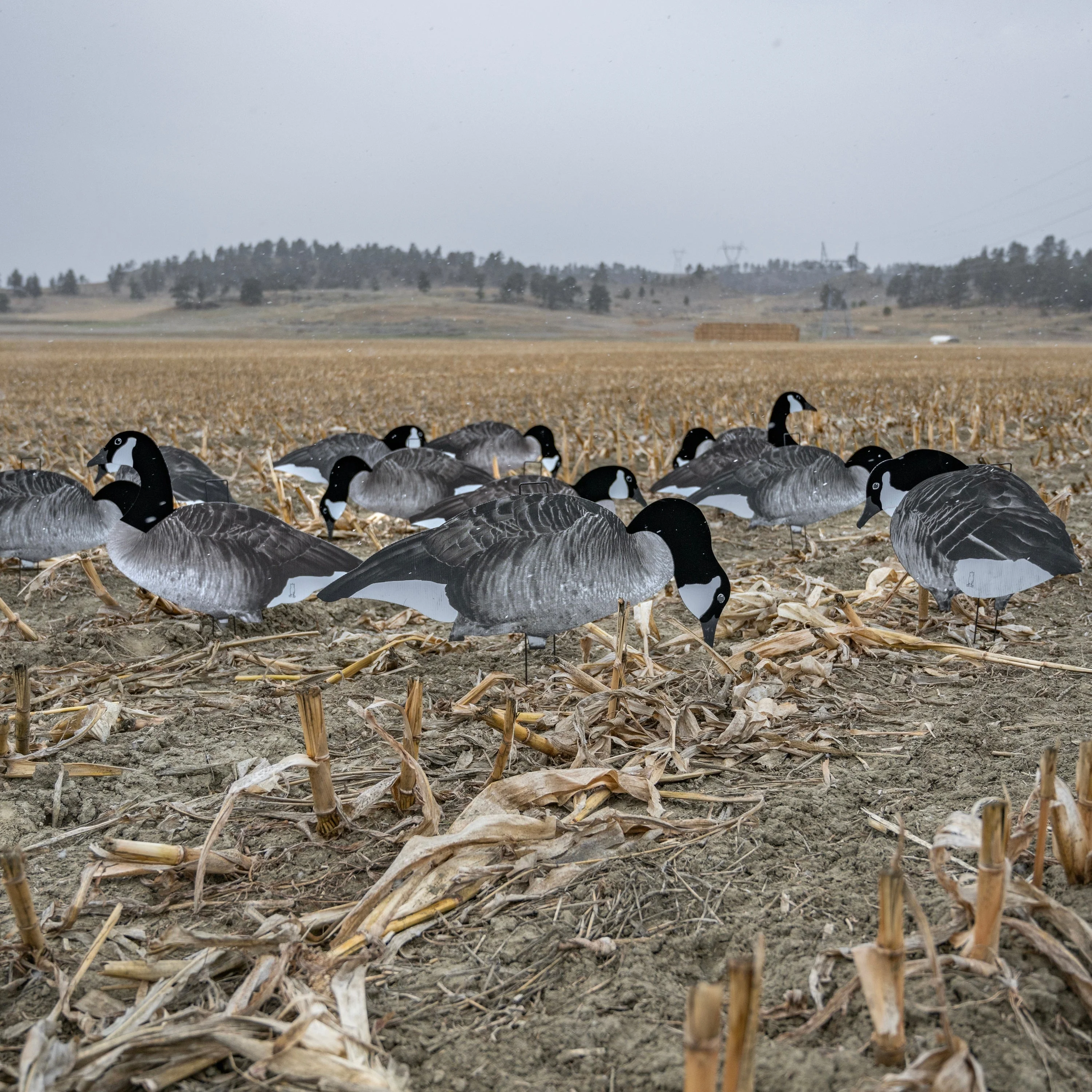 V2F Flocked Canada Goose Silhouettes - Image 6