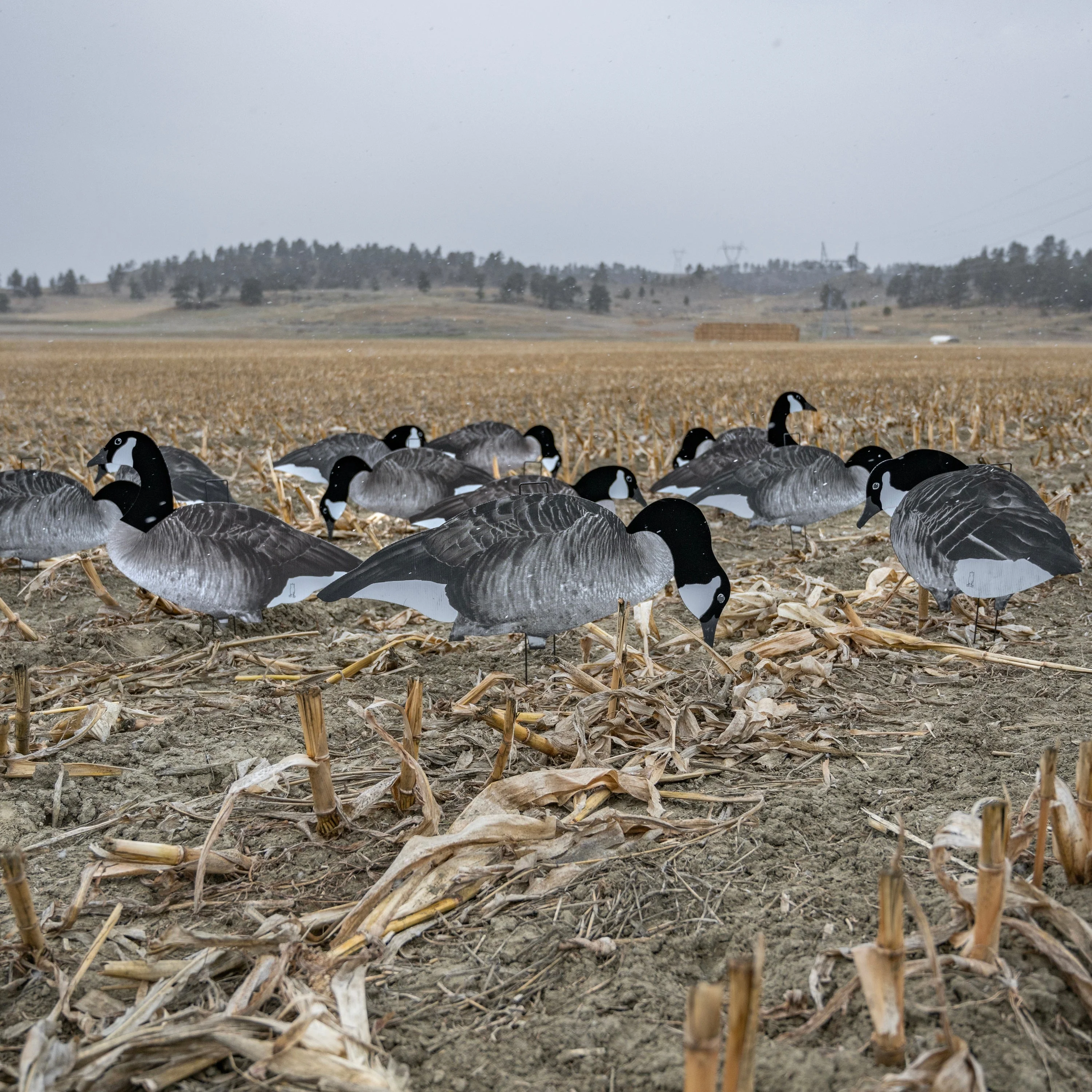 V2F Flocked Canada Goose Silhouettes - Image 9