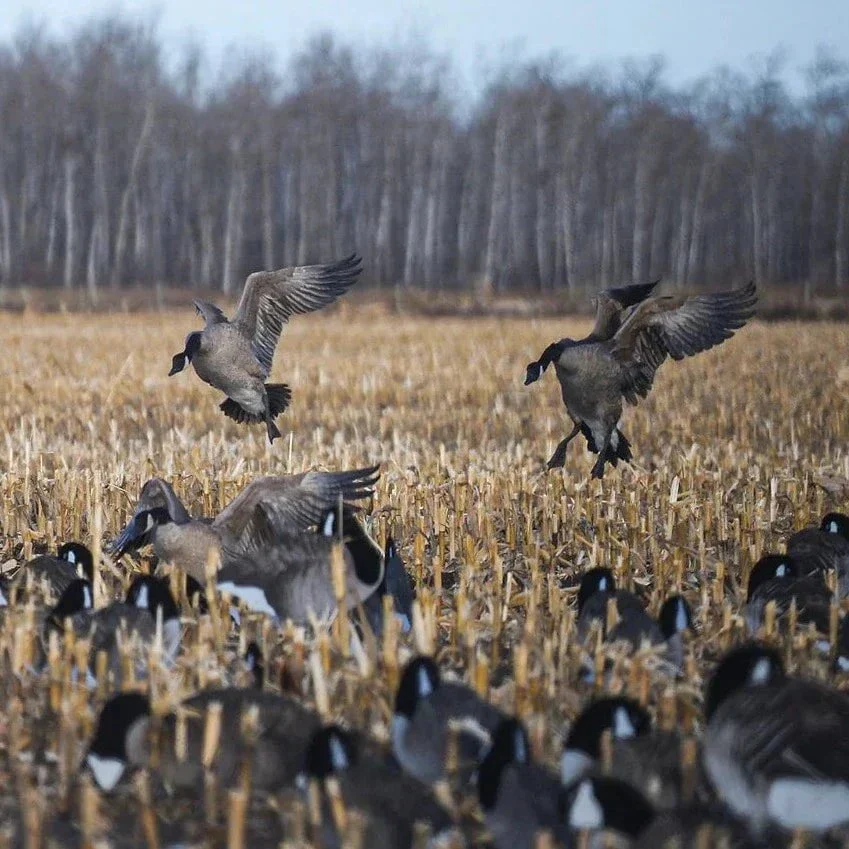 V2F Flocked Sleeper Canada Goose Silhouettes - Image 3