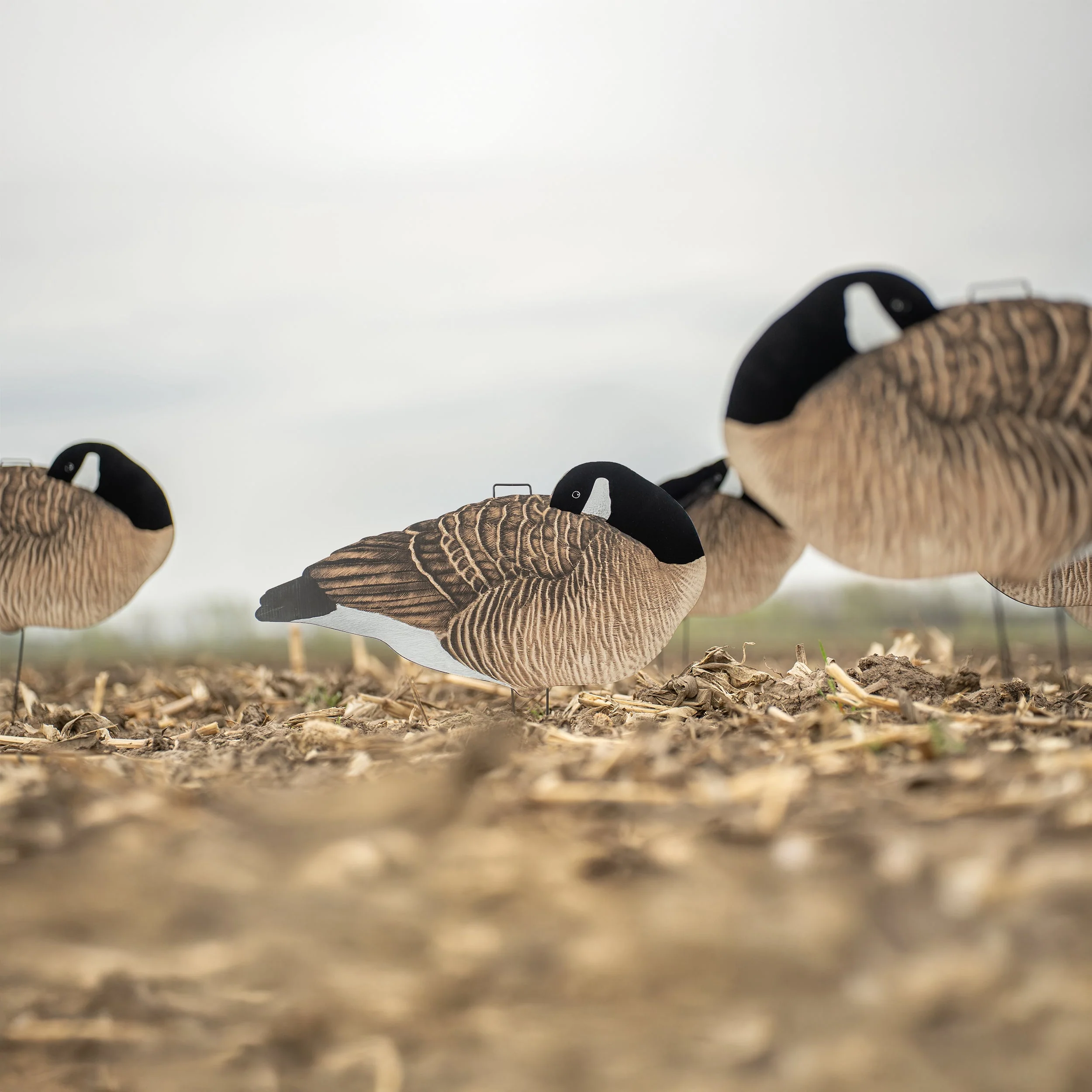 V3F Flocked Sleeper Canada Silhouettes - Image 6