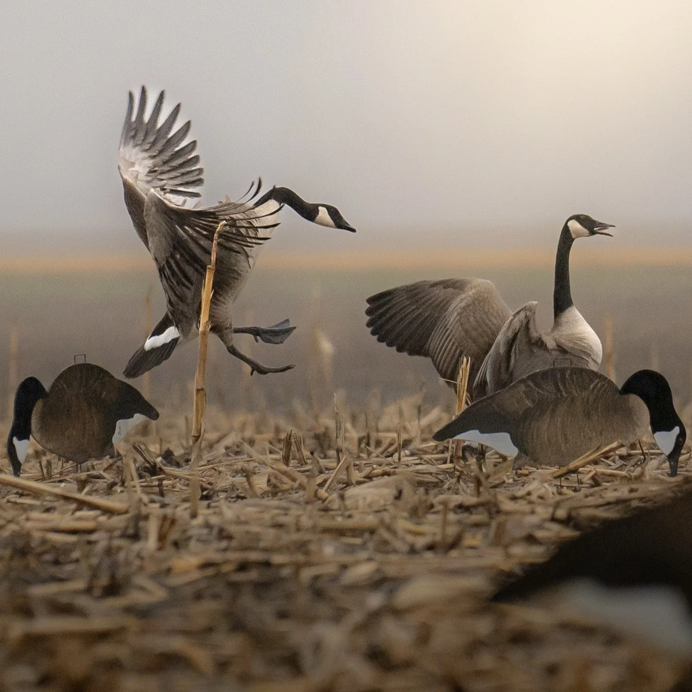 V2FF Fully Flocked Canada Goose Silhouettes - Image 2