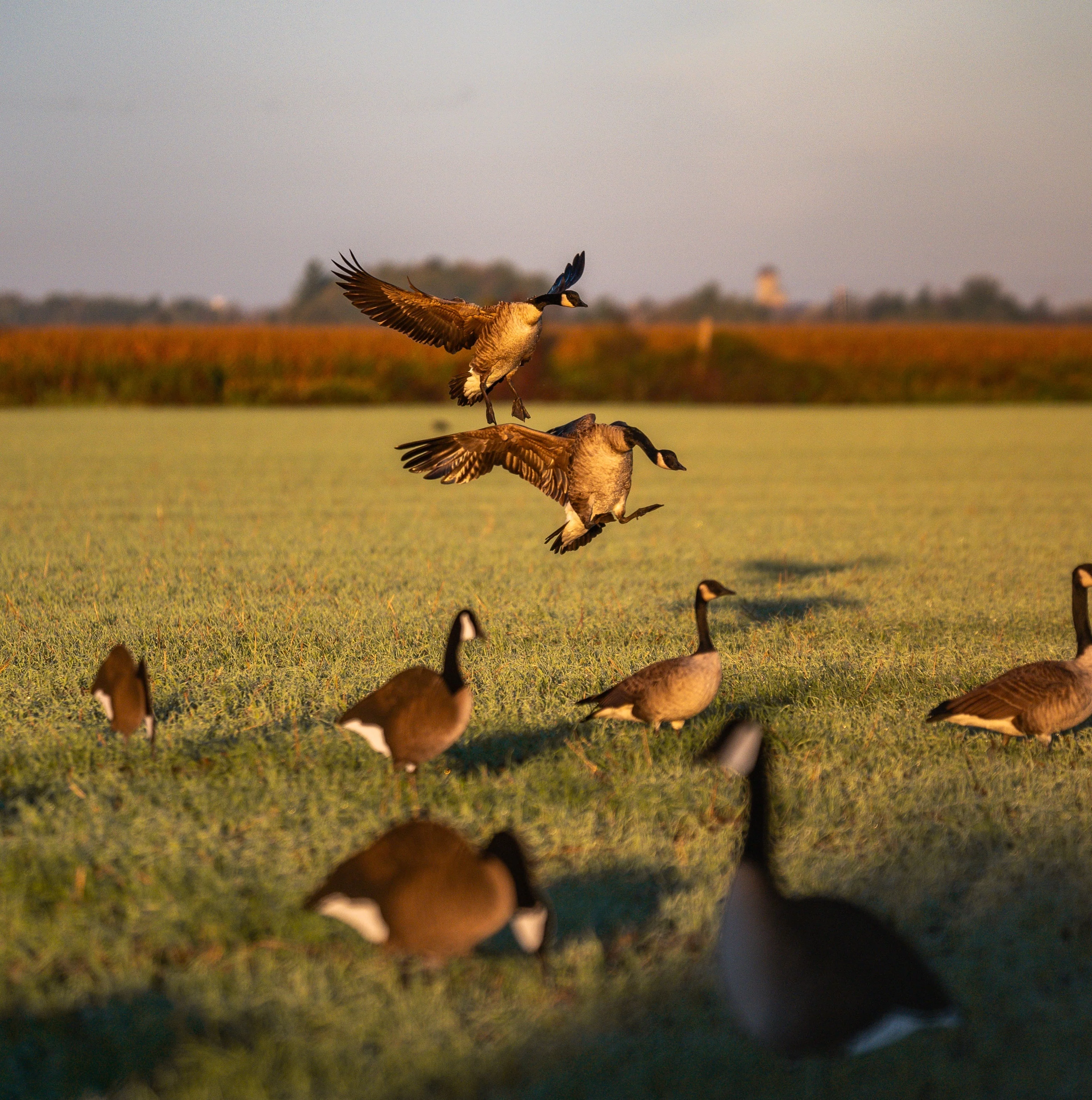 V2FF Fully Flocked Canada Goose Silhouettes - Image 4
