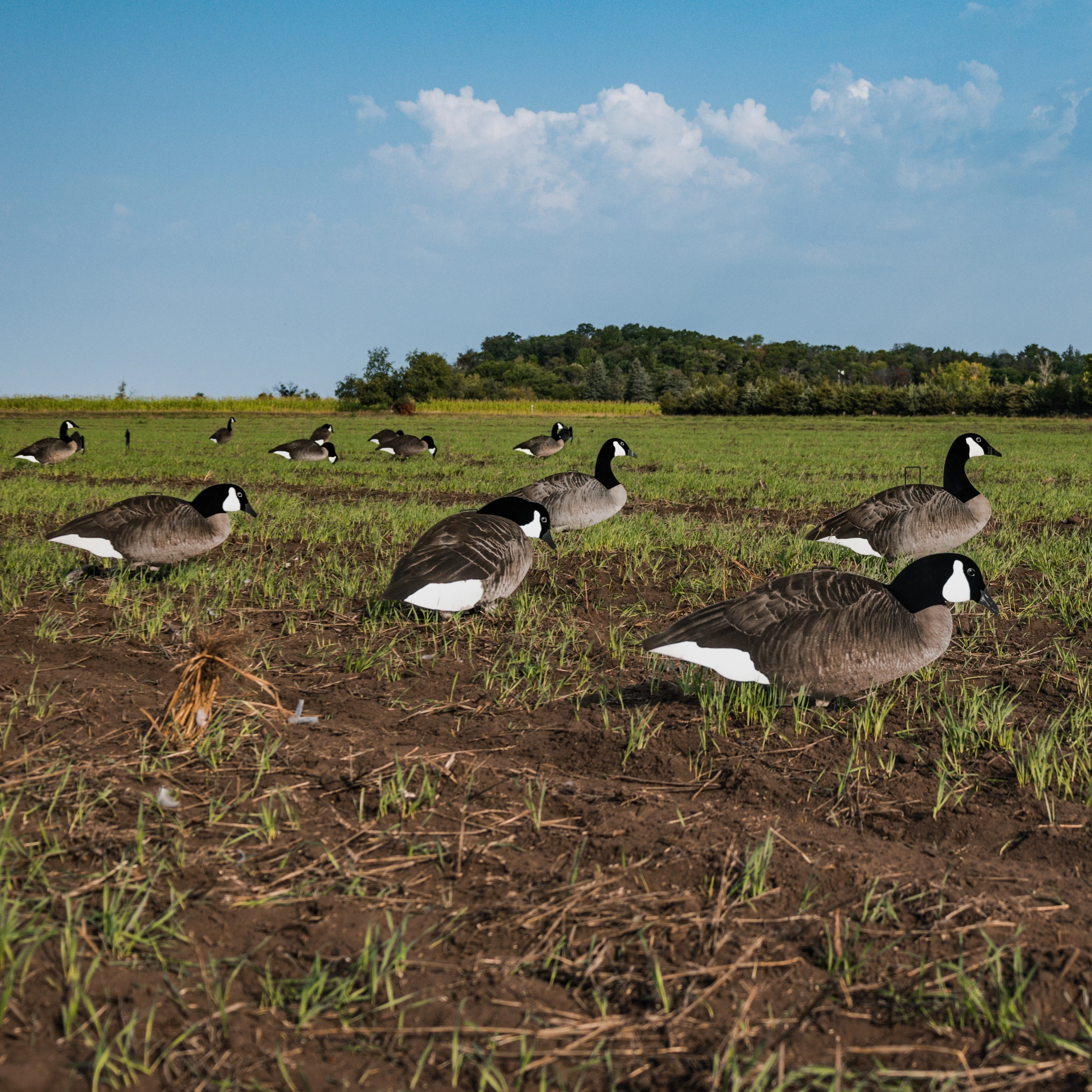 V2FF Fully Flocked Canada Goose Silhouettes - Image 6