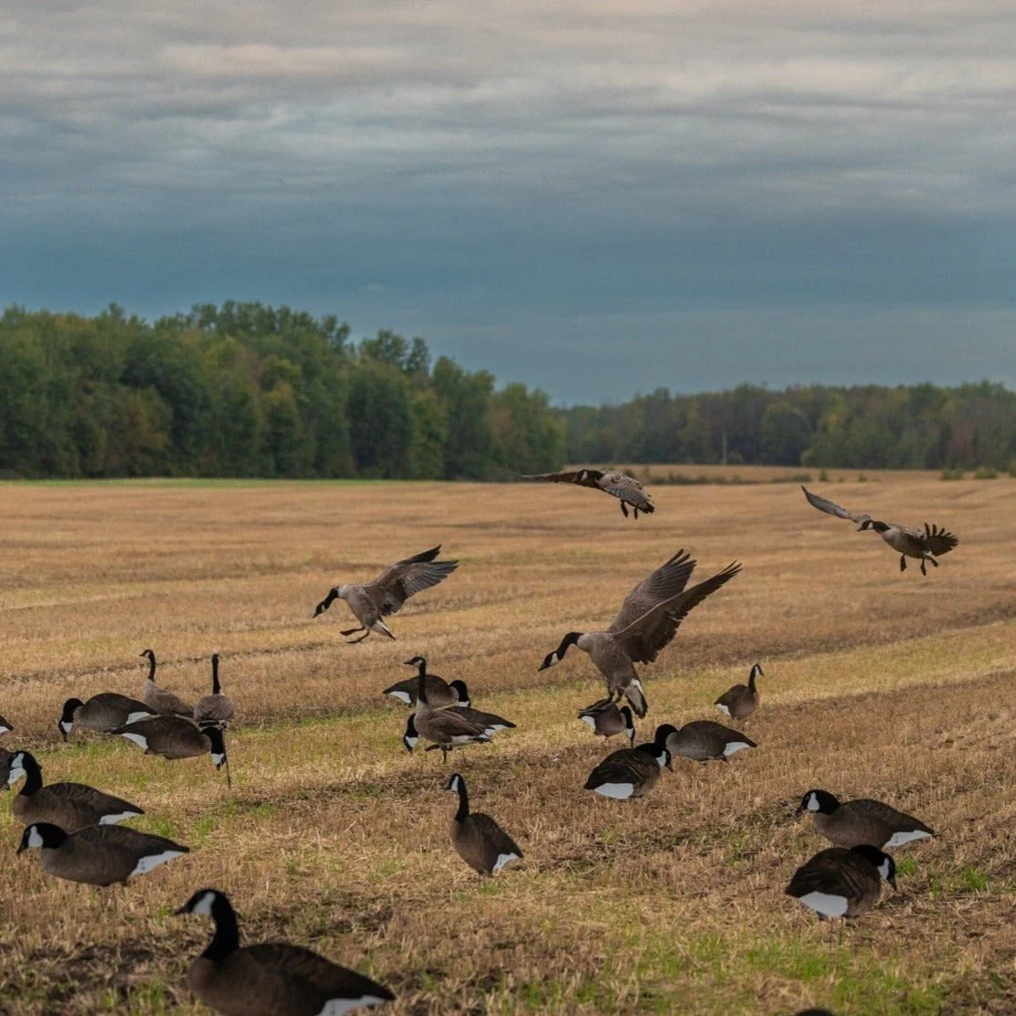 V2FF Fully Flocked Canada Goose Silhouettes - Image 7