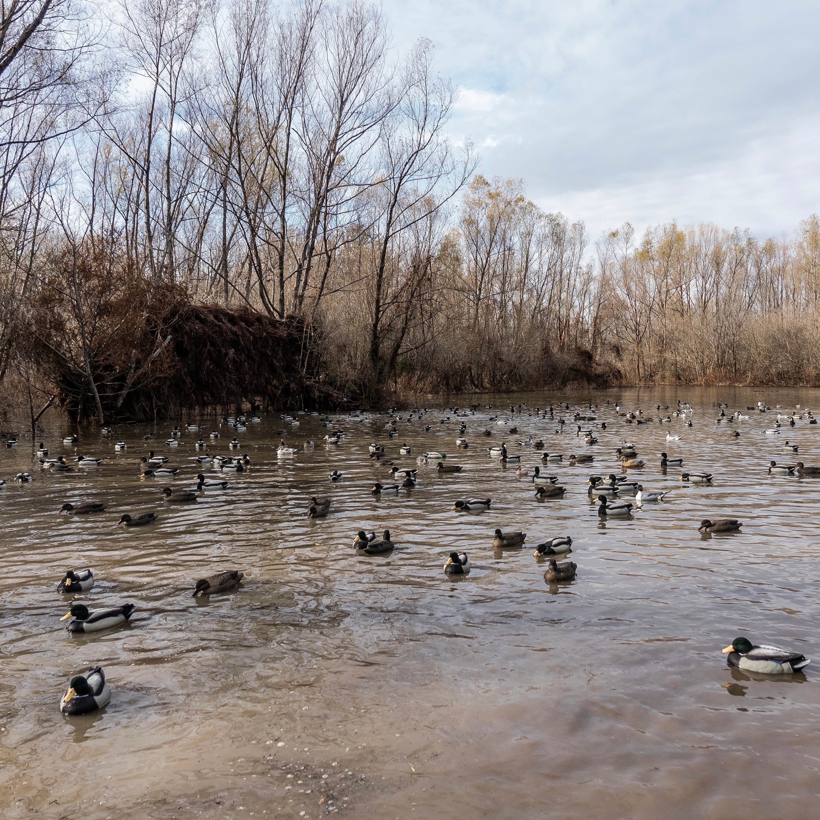 F1FF Fully Flocked Mallard Floaters - Image 3