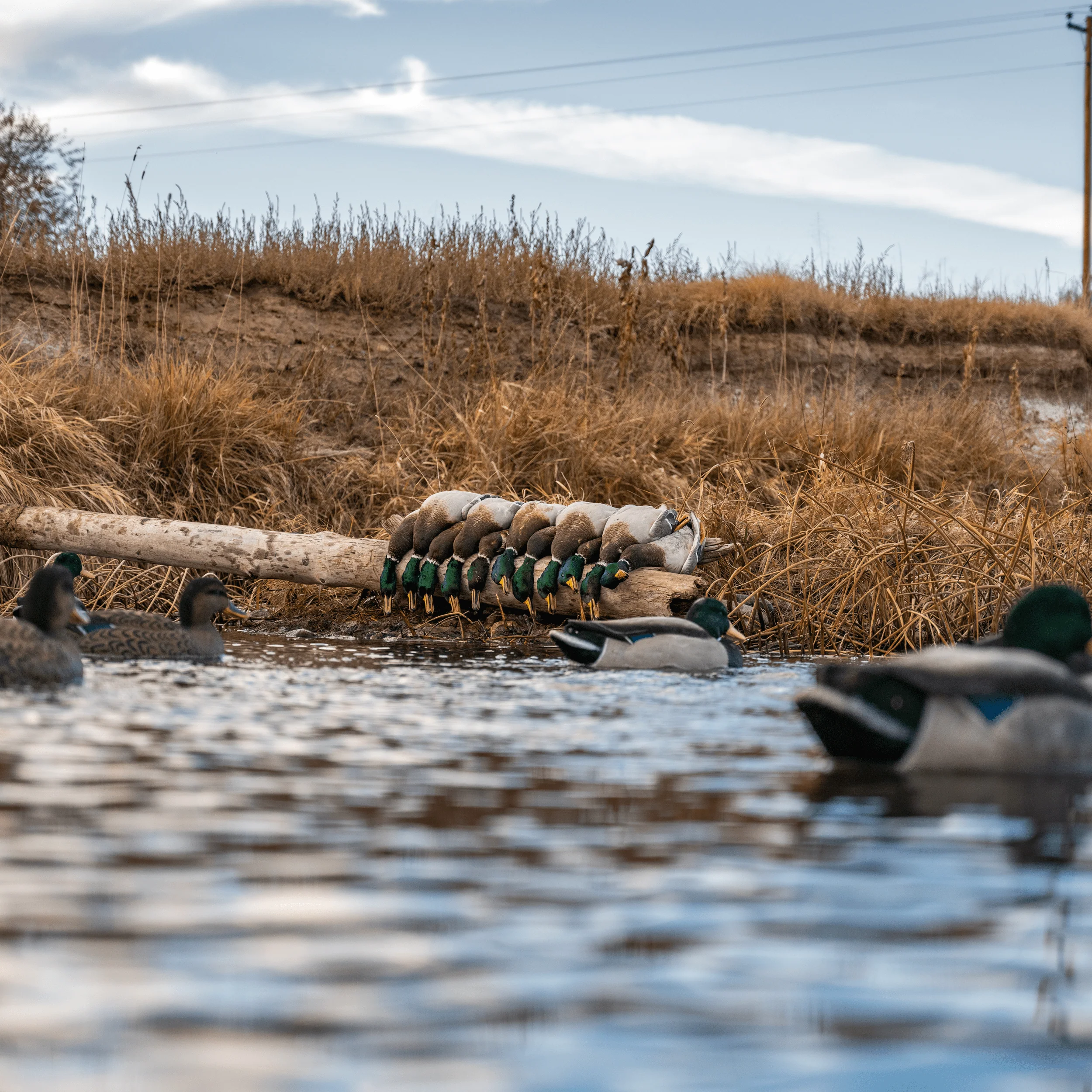 F1FF Fully Flocked Mallard Floaters - Image 6