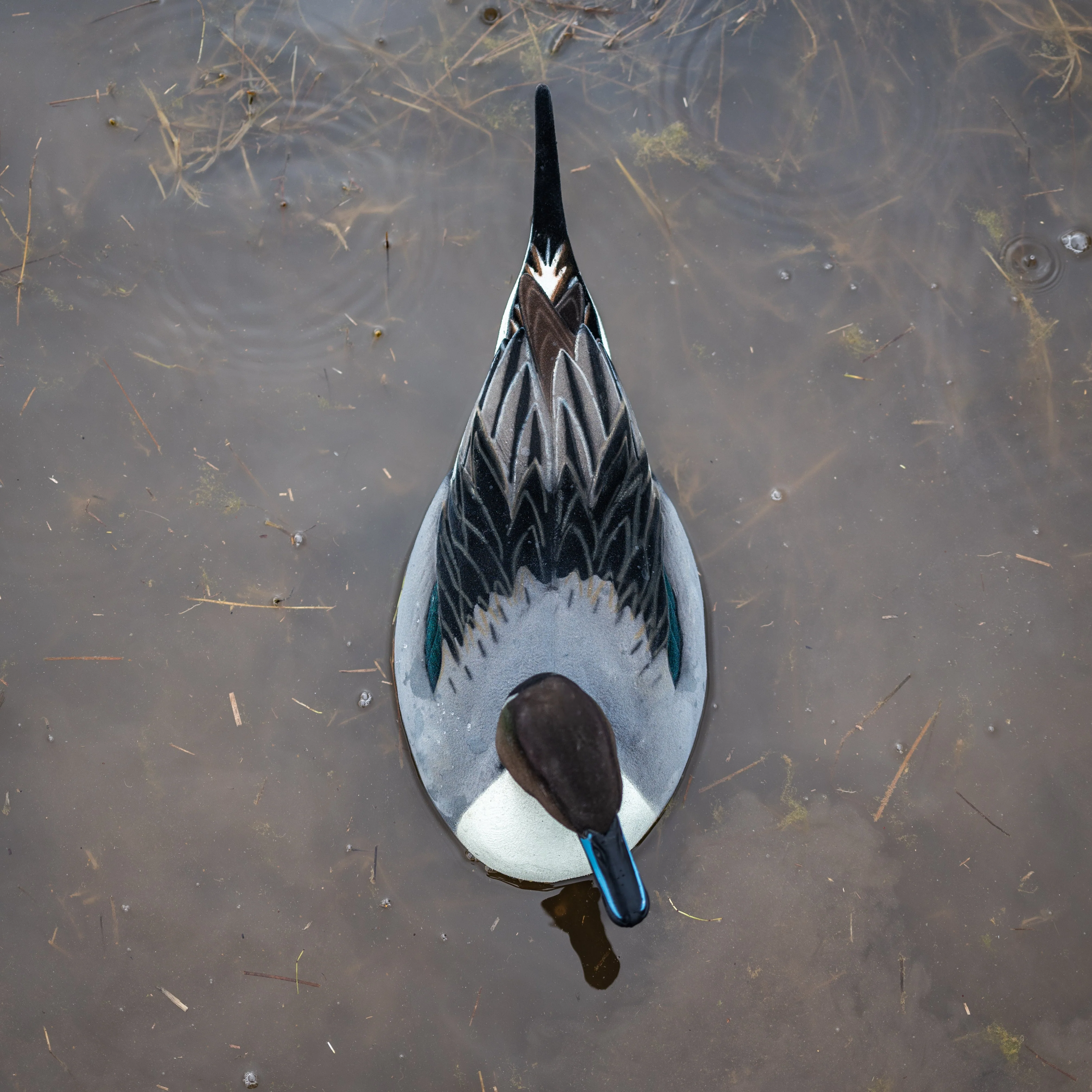 F1FF (Fully Flocked) Fully Flocked Pintail Floaters - Image 3