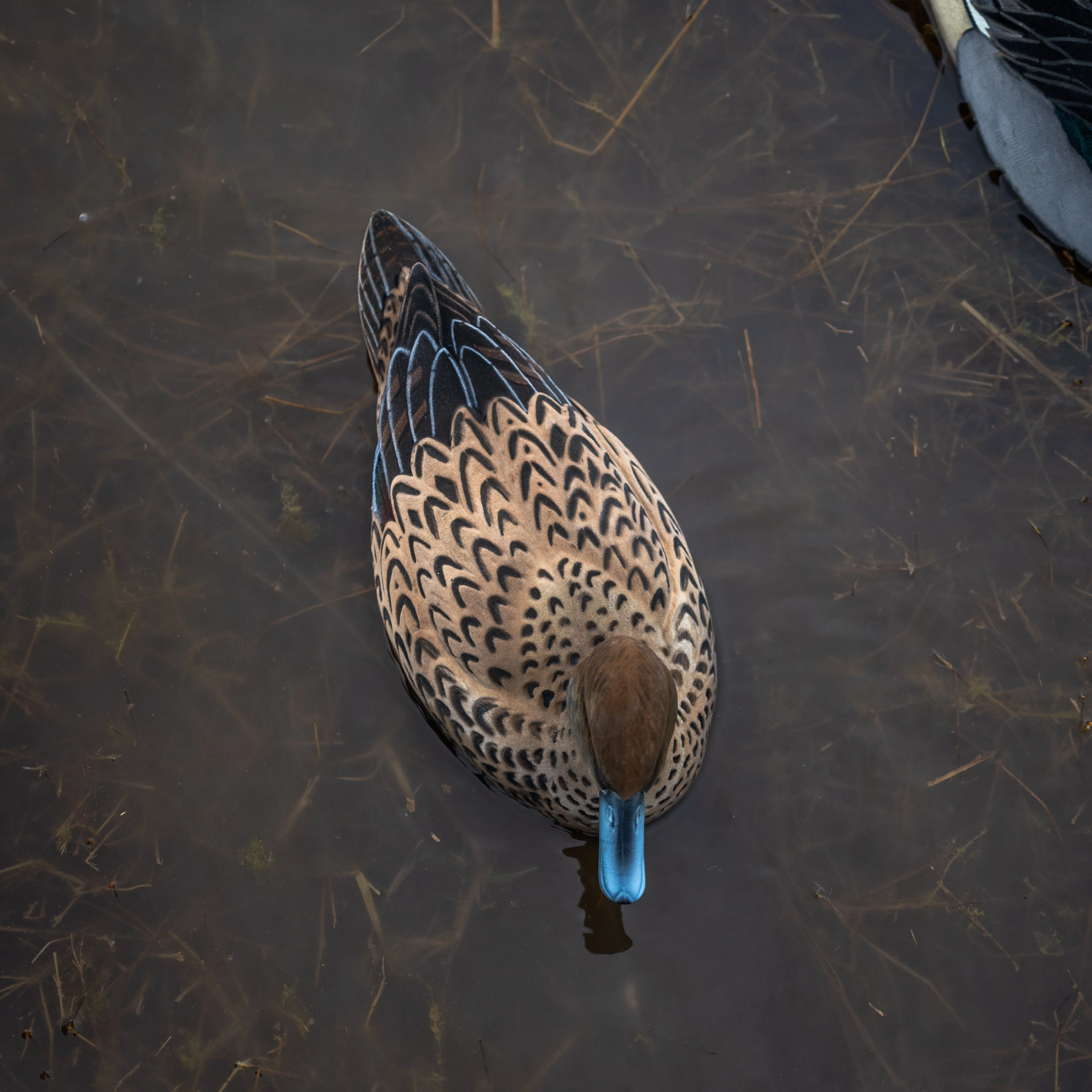 F1FF (Fully Flocked) Fully Flocked Pintail Floaters - Image 4