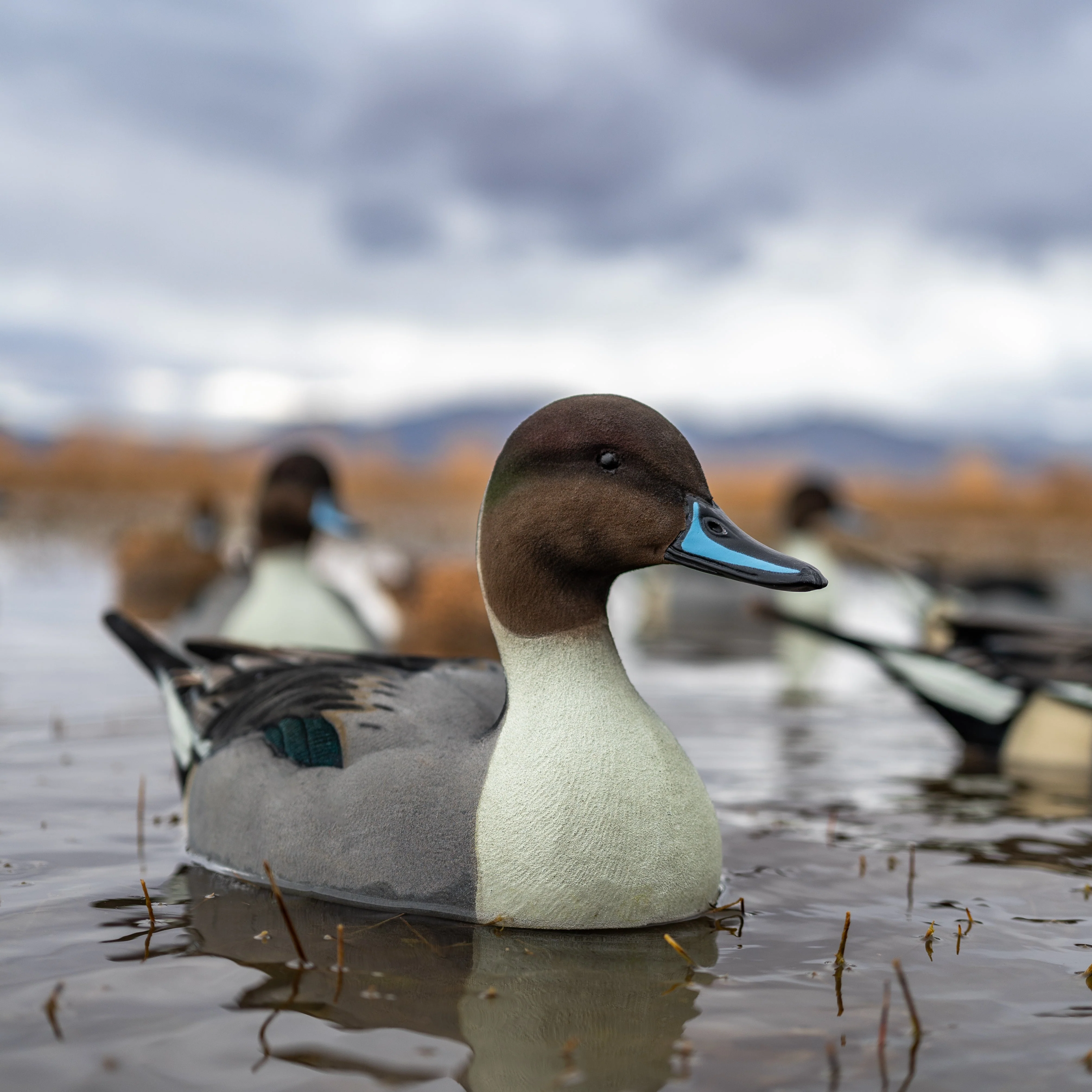 F1FF (Fully Flocked) Fully Flocked Pintail Floaters - Image 5
