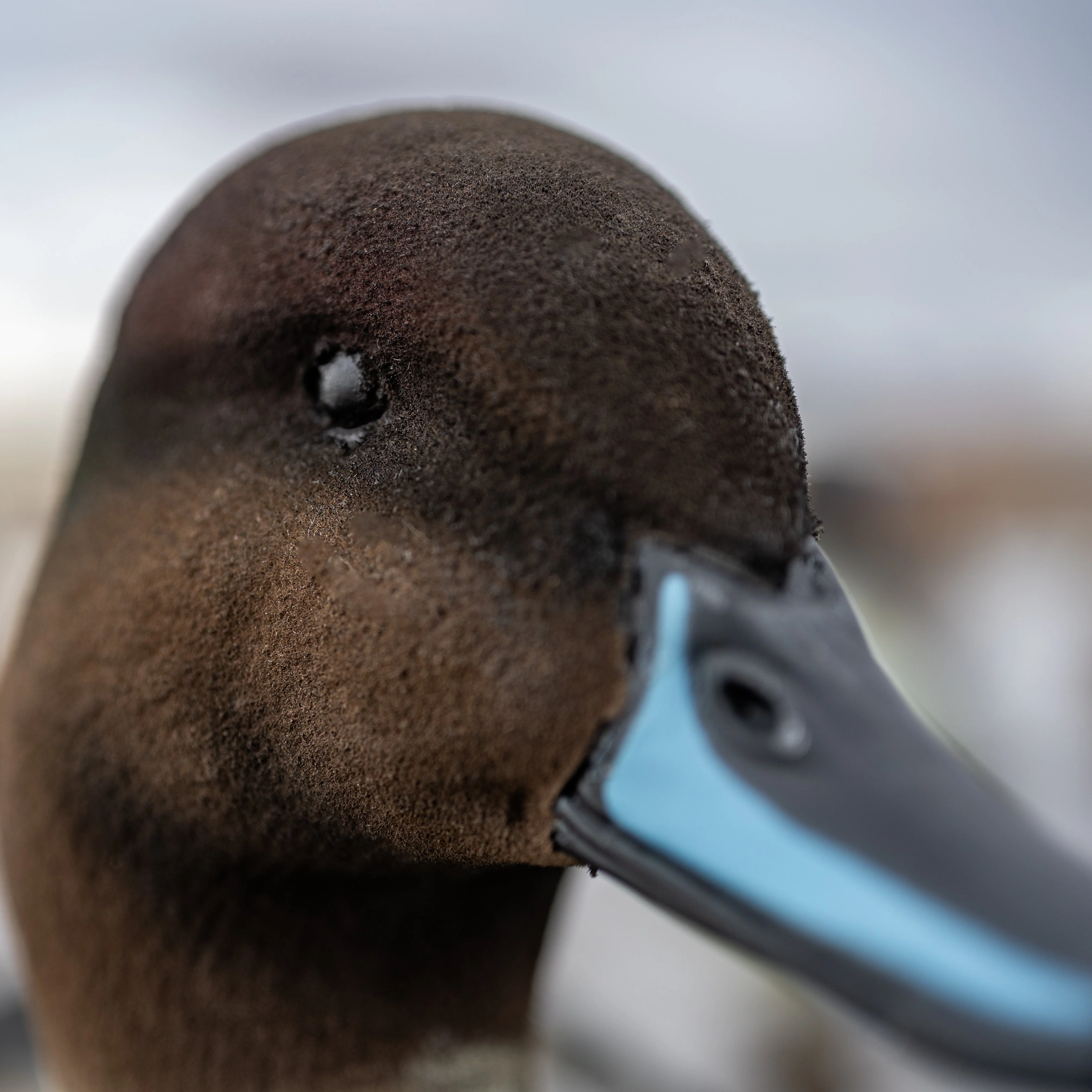 F1FF (Fully Flocked) Fully Flocked Pintail Floaters - Image 6