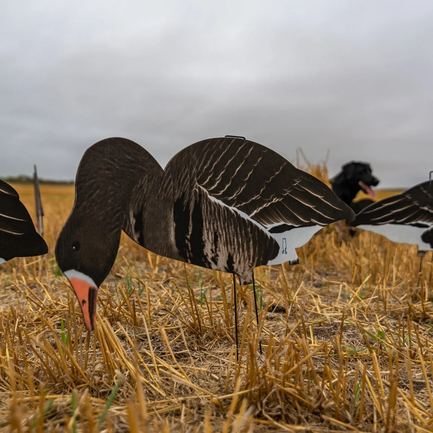 V2FF Fully Flocked Specklebelly Goose Silhouettes - Image 2