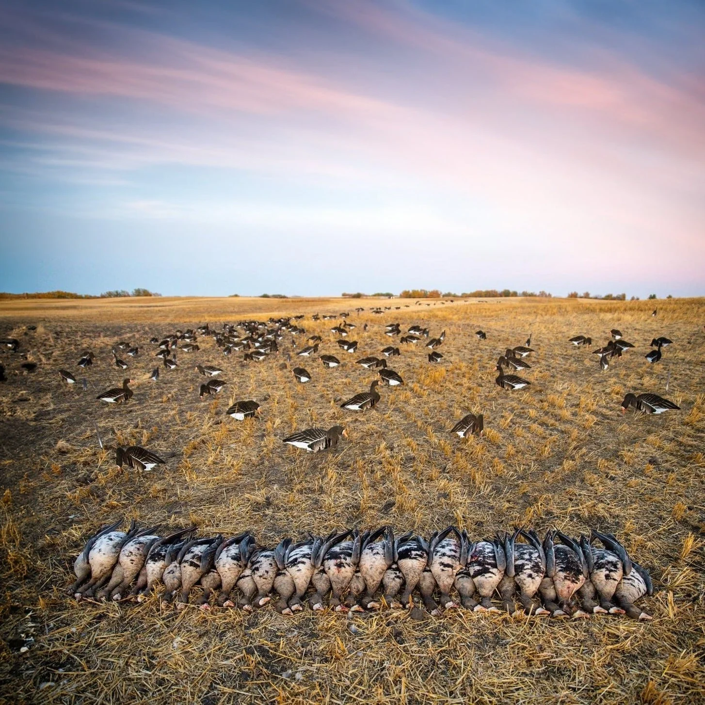 V2FF Fully Flocked Specklebelly Goose Silhouettes - Image 5