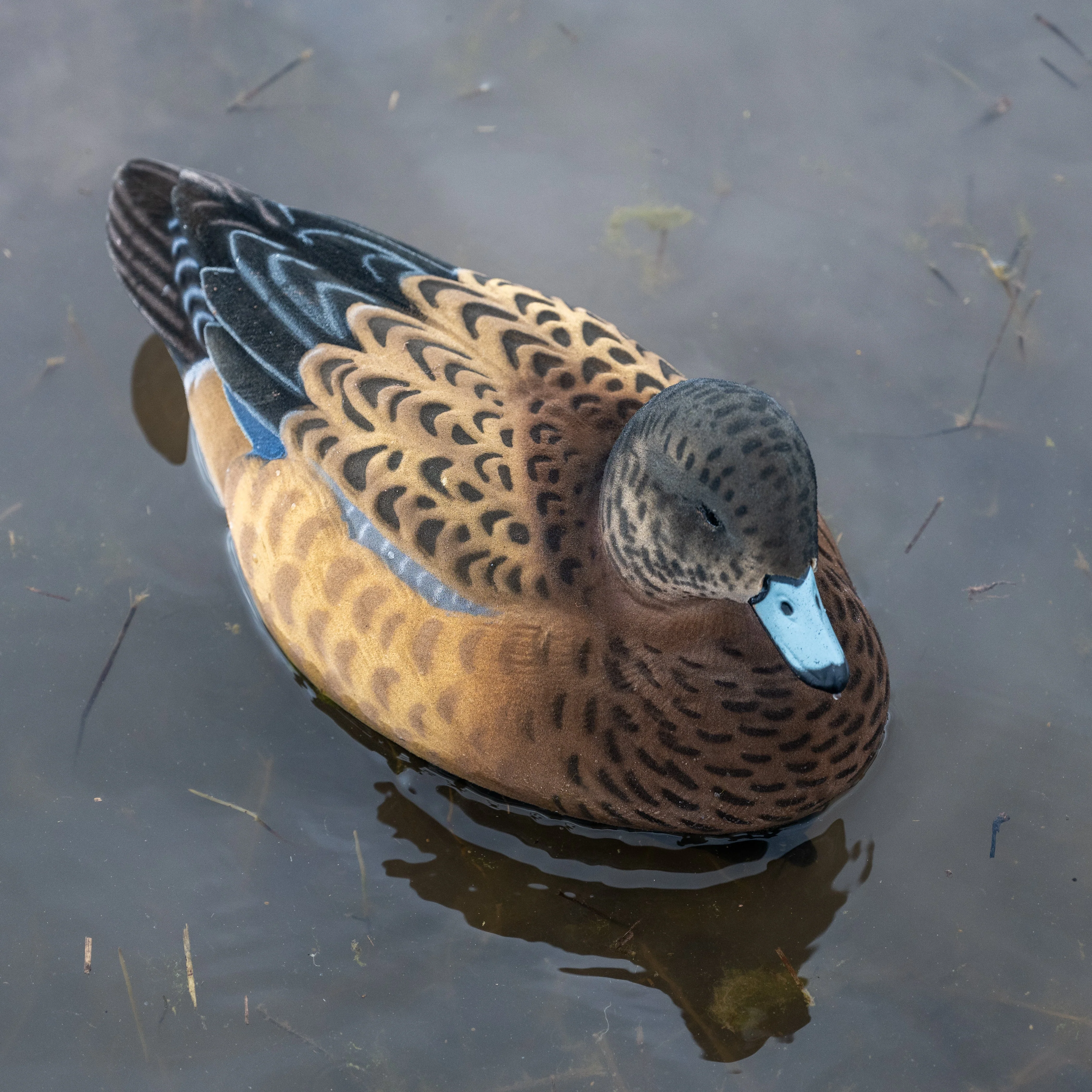 F1FF Fully Flocked Wigeon Floaters - Image 6
