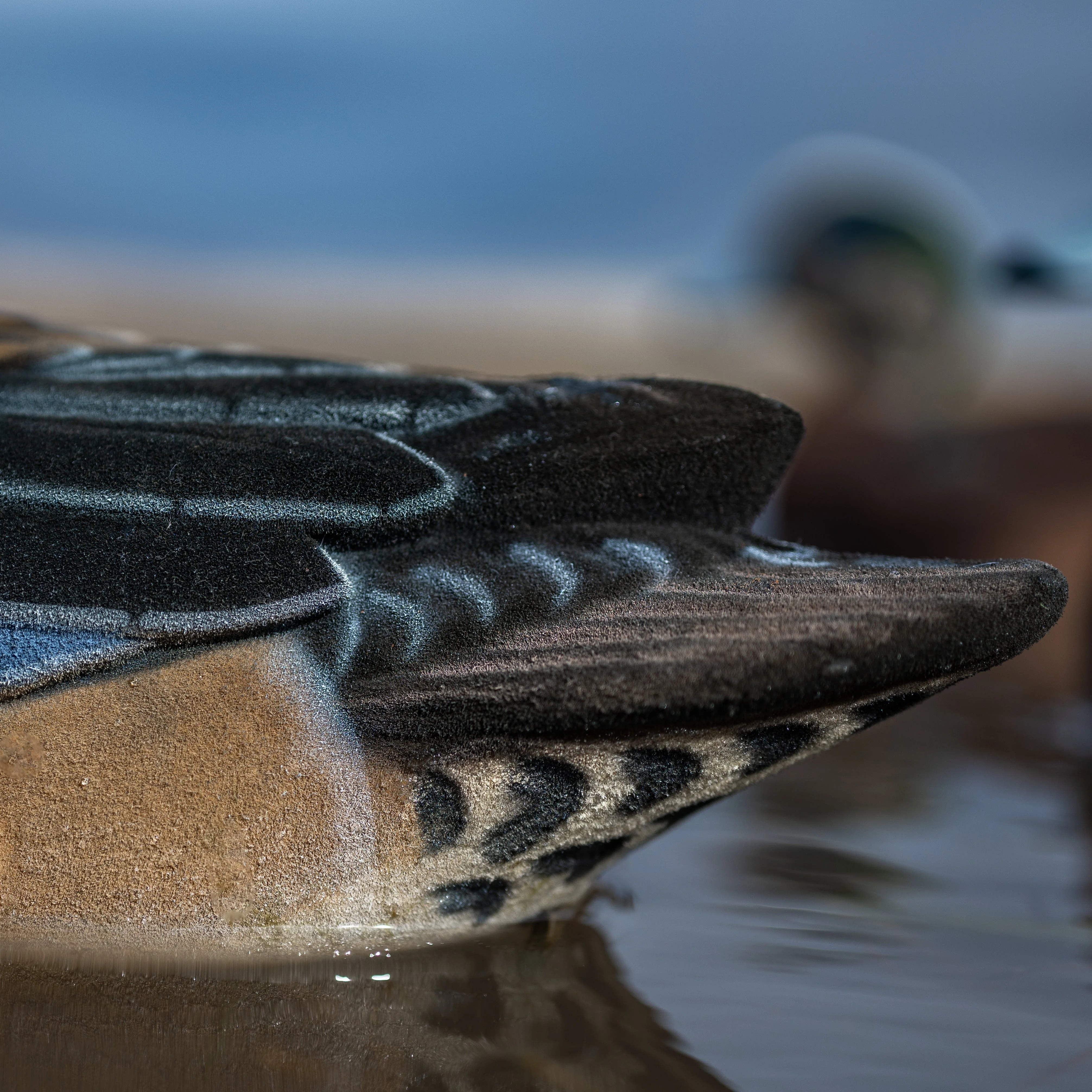 F1FF Fully Flocked Wigeon Floaters - Image 9