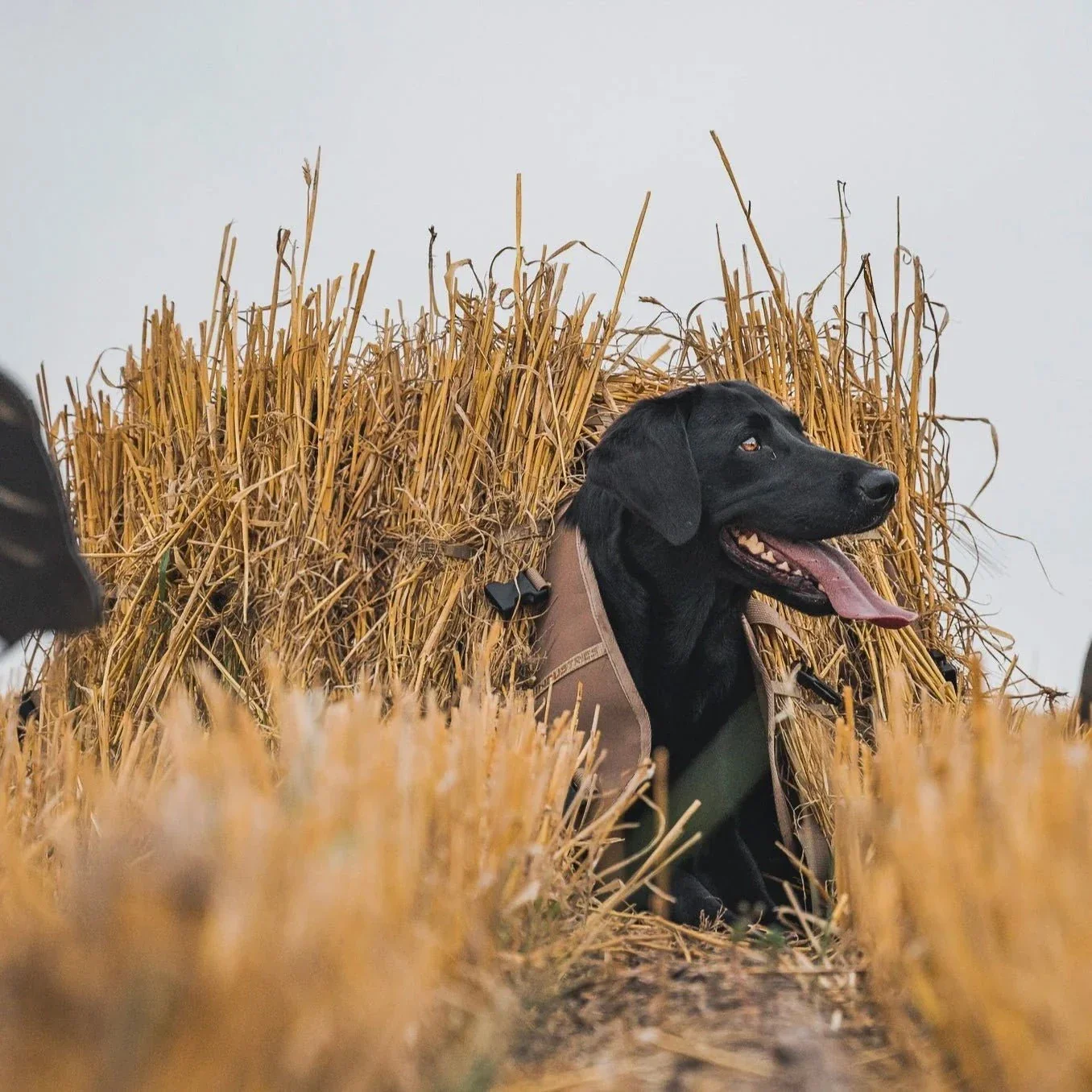 Field Hunting Dog Blind - Image 3
