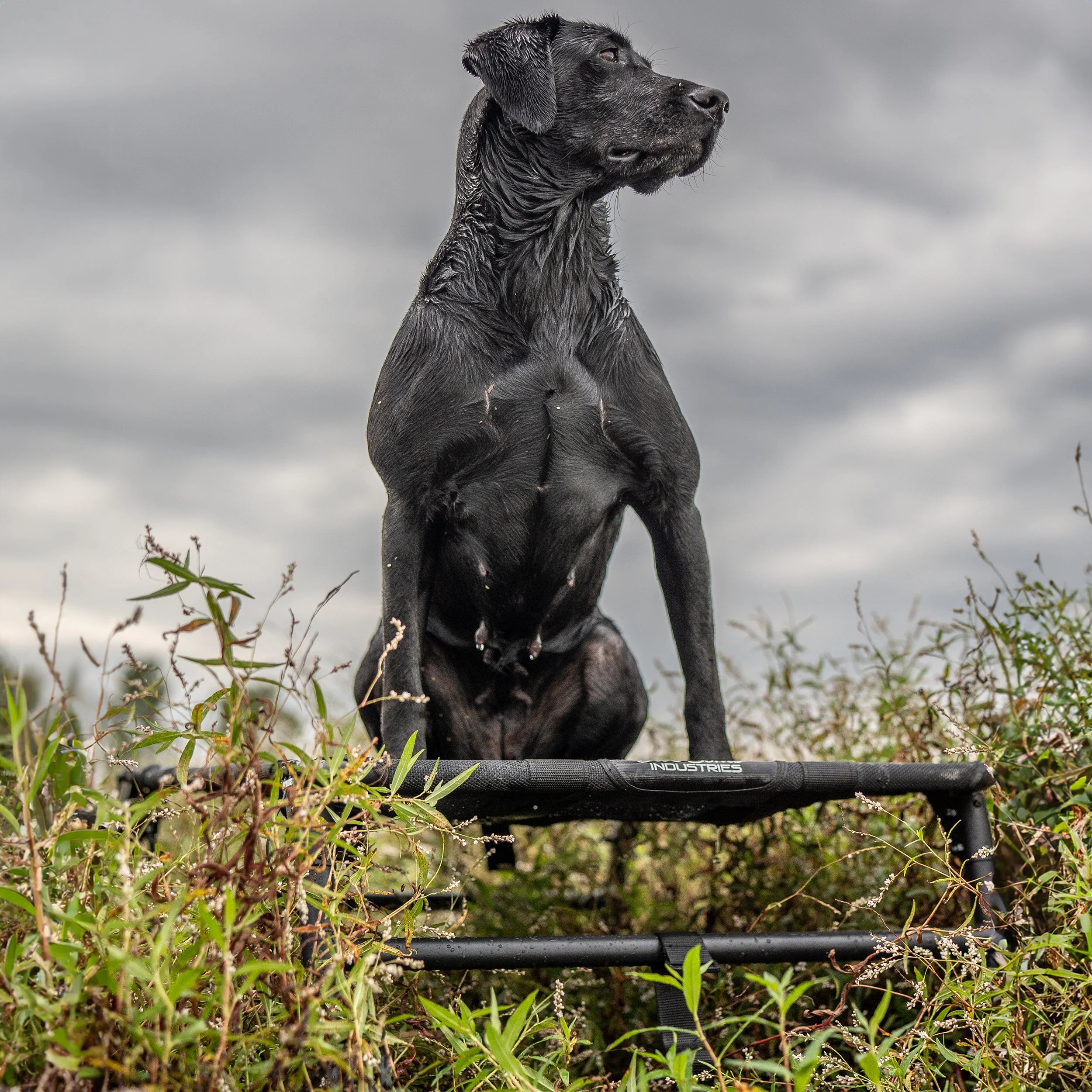 Elev8 Hunting Dog Stand - Image 6