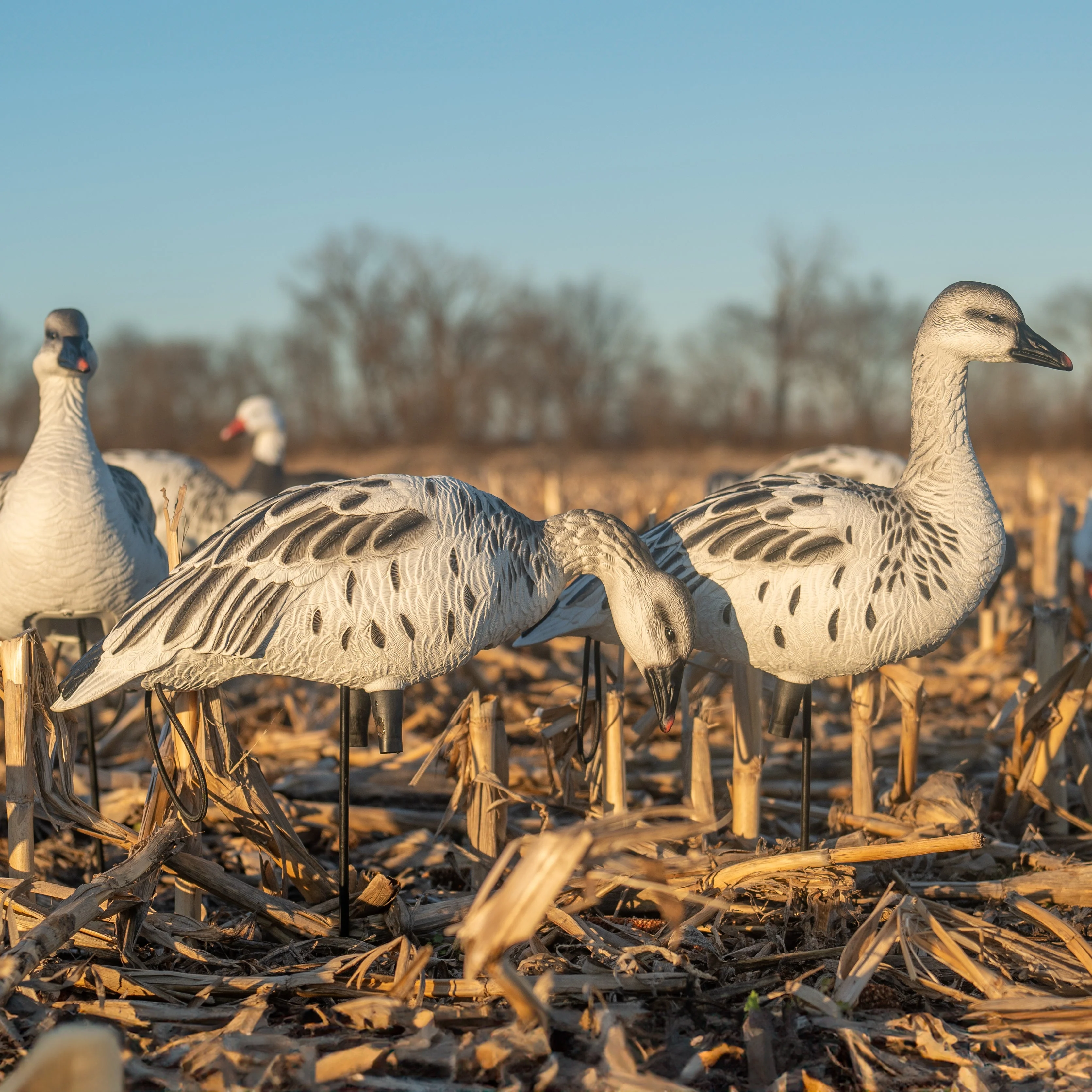 FB Juvie Goose Full Bodies - Image 3