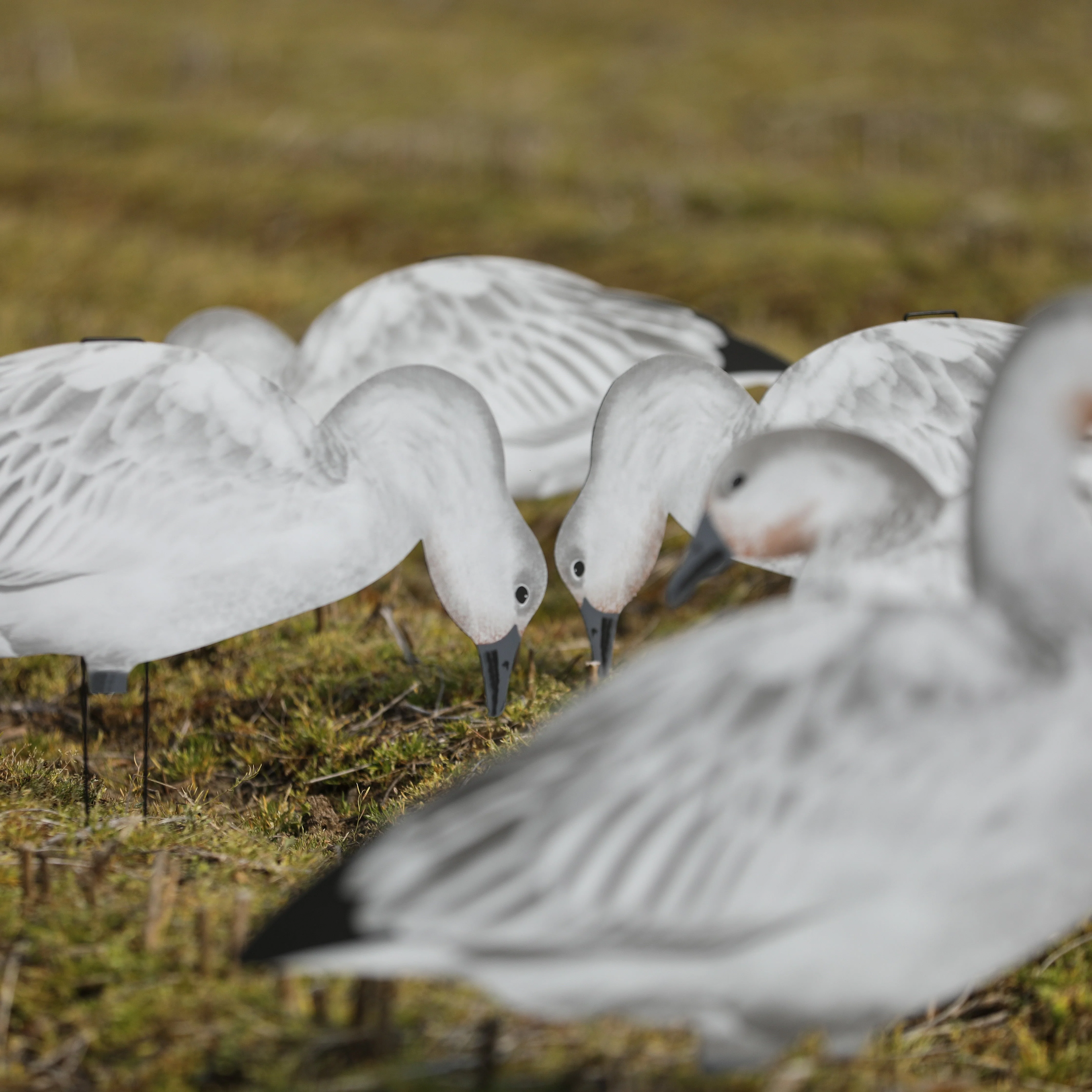 V2 Juvie Goose Silhouettes - Image 3