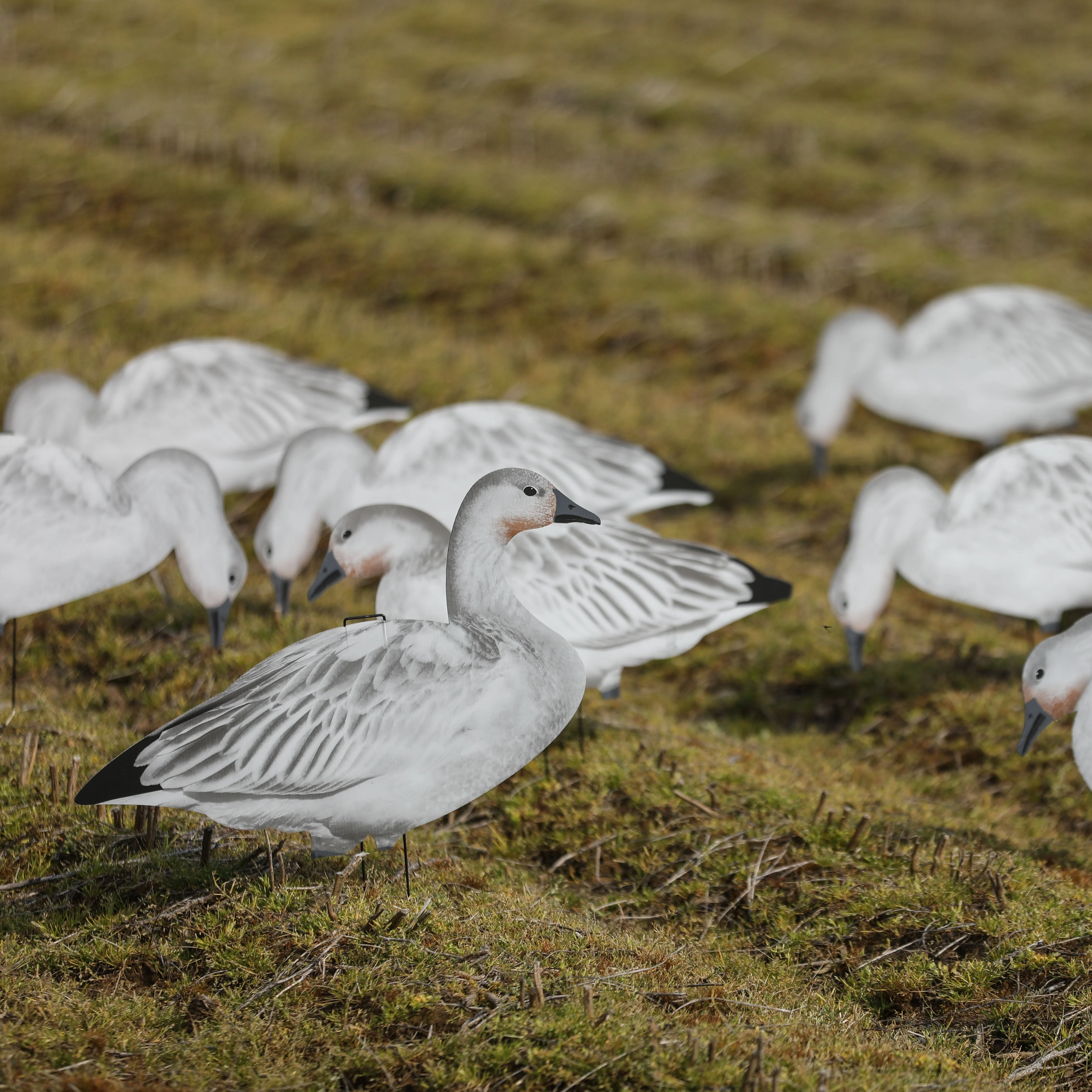 V2 Juvie Goose Silhouettes - Image 4
